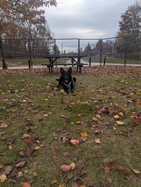 Enlarge Vader, a Adoptable German Shepherd Dog in Lincoln, RI image 4/6