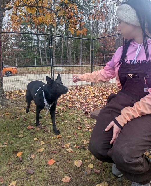Enlarge Vader, a Adoptable German Shepherd Dog in Lincoln, RI image 5/6