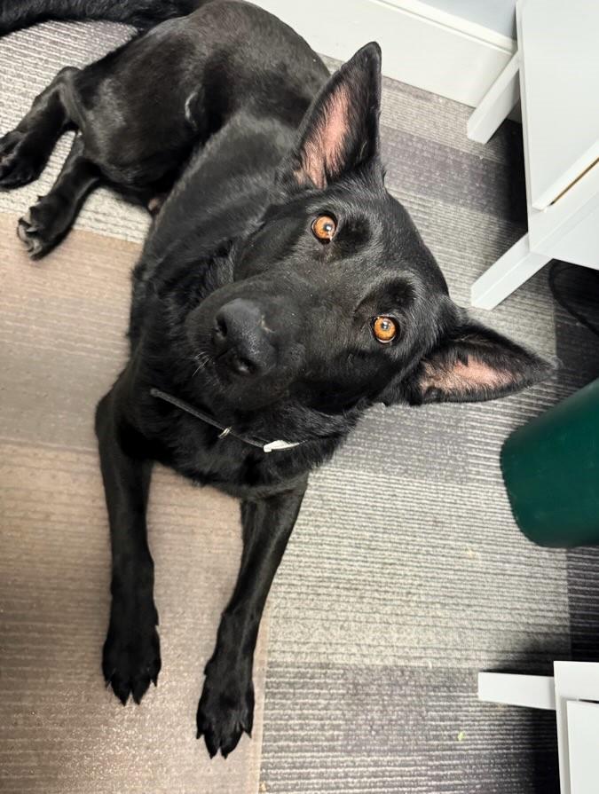 Enlarge Vader, a Adoptable German Shepherd Dog in Lincoln, RI image 6/6