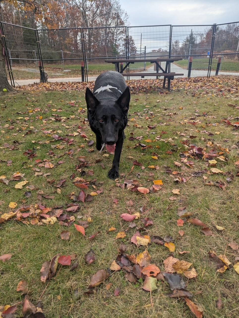Enlarge Vader, a Adoptable German Shepherd Dog in Lincoln, RI image 2/6
