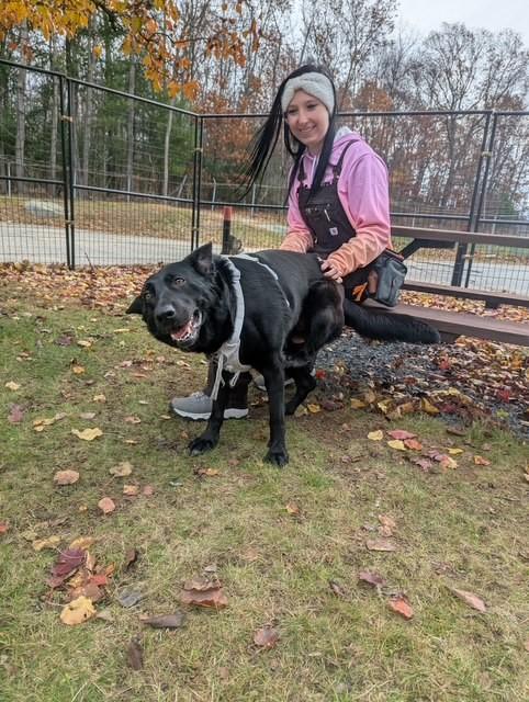 Enlarge Vader, a Adoptable German Shepherd Dog in Lincoln, RI image 3/6