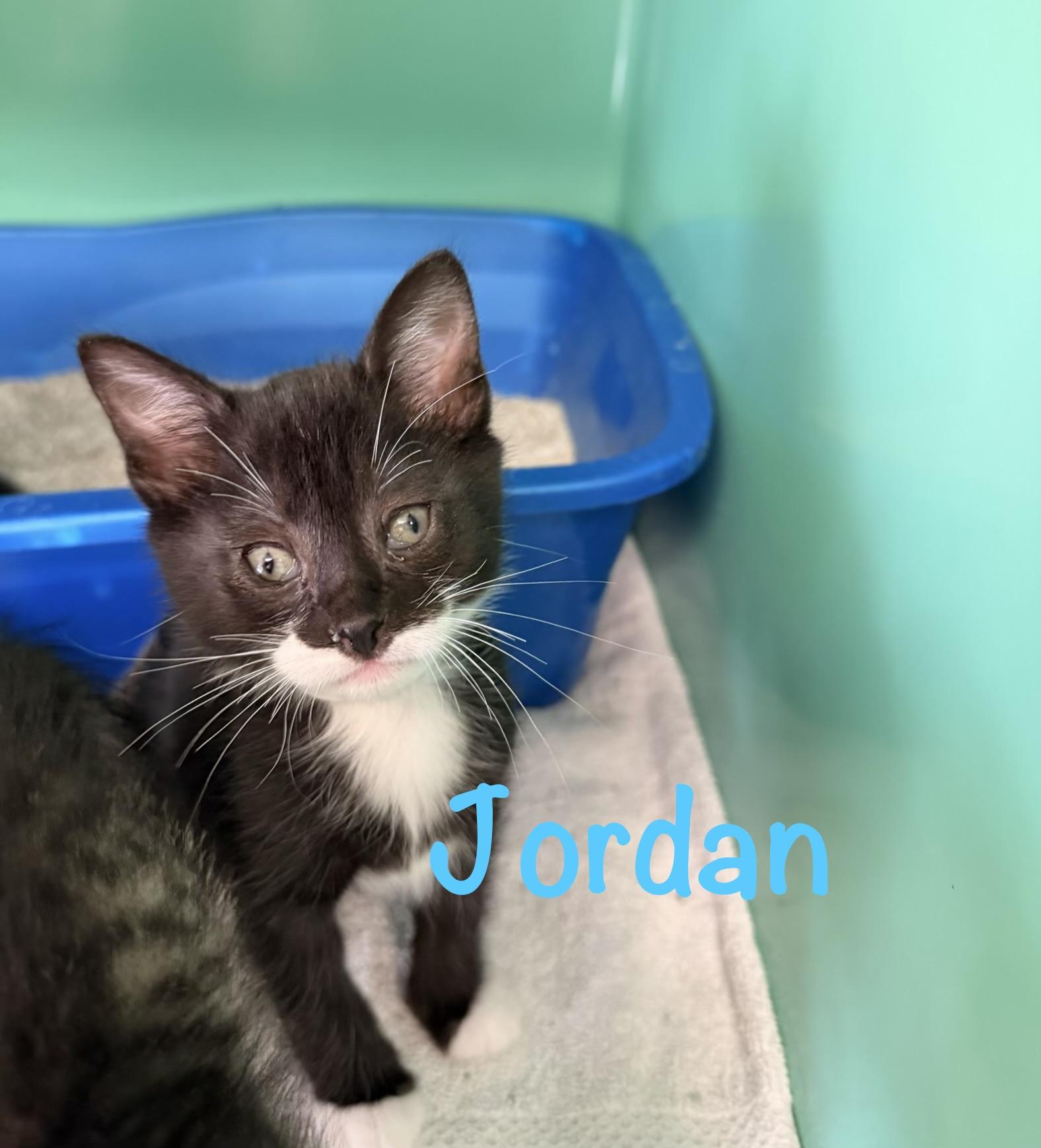 Jordan, a ADOPTABLE Tuxedo in Crescent City, CA image 2/2