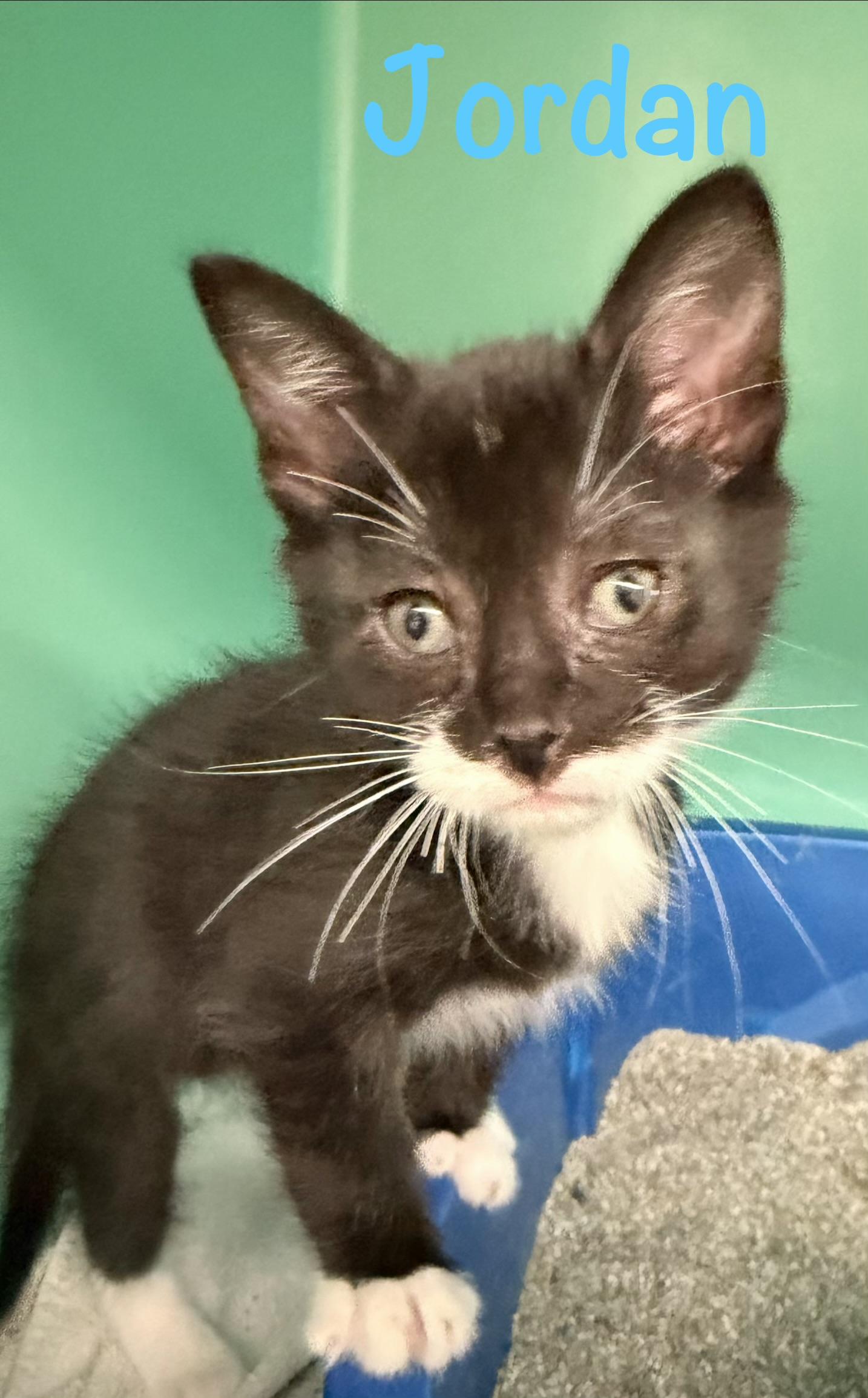 Jordan, a ADOPTABLE Tuxedo in Crescent City, CA image 1/2