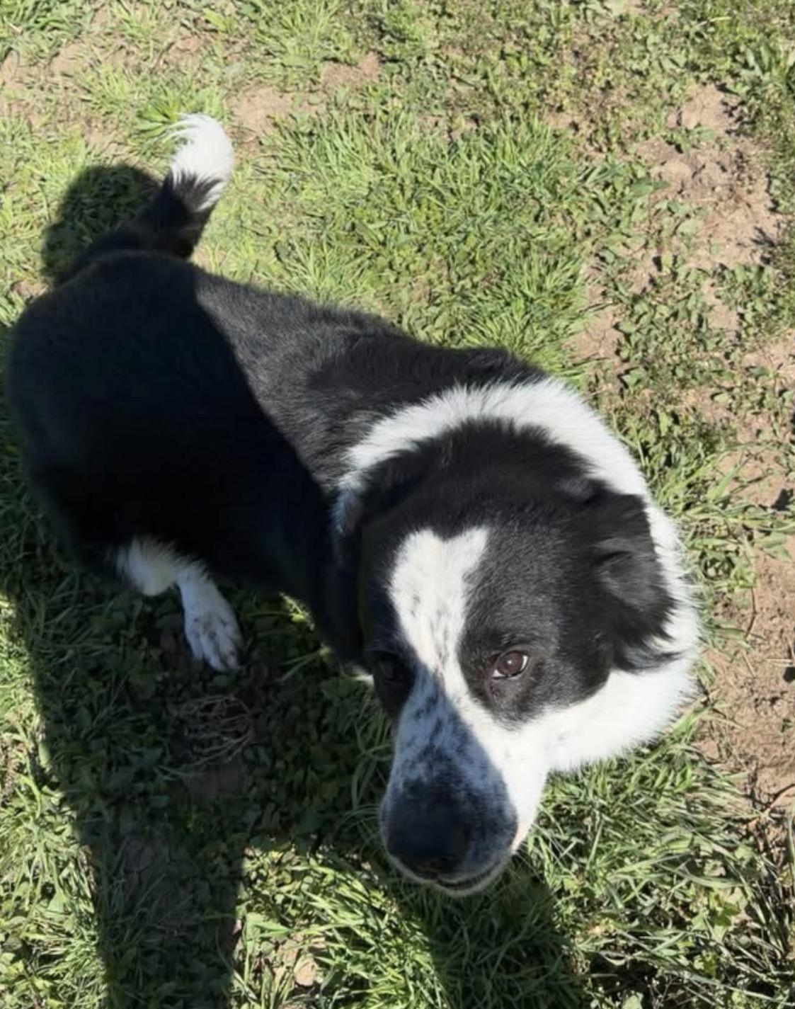 Enlarge Mochas pups, a ADOPTABLE mixed breed in Hiawatha, KS image 2/3