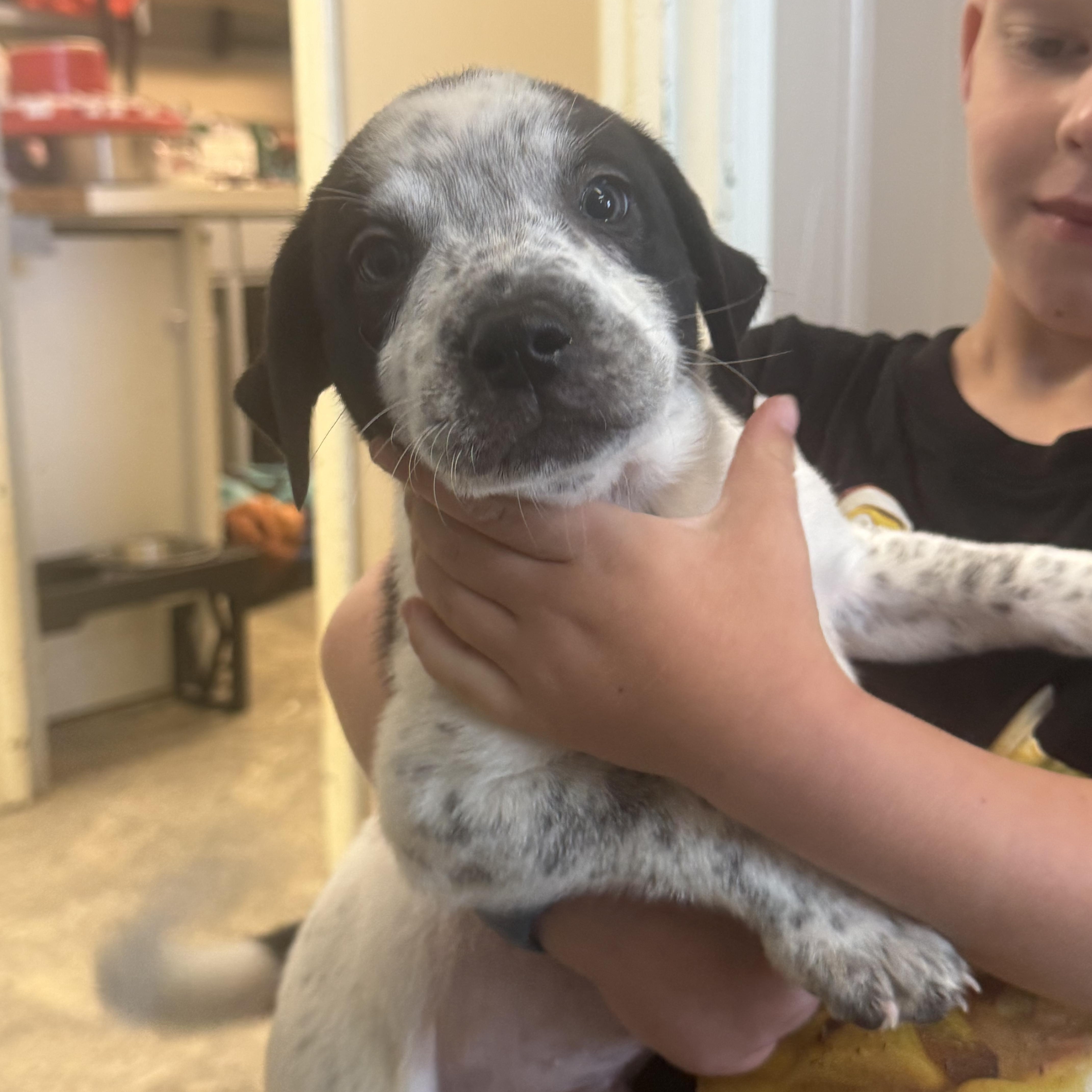 Mochas pups, ADOPTABLE, Puppy Male American Staffordshire Terrier & Border Collie.