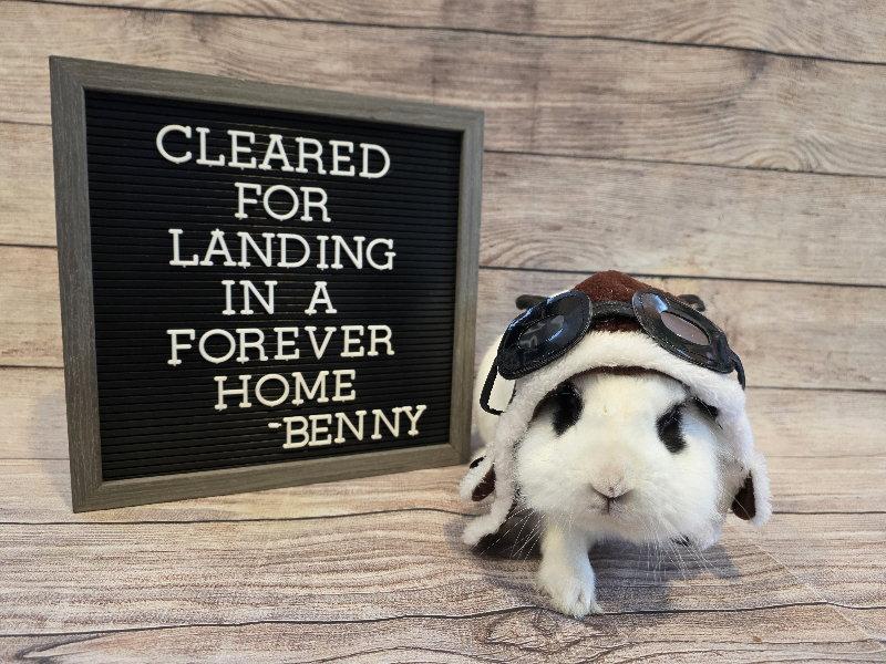 Benny, a Adoptable Lionhead in Columbus, OH image 1/2