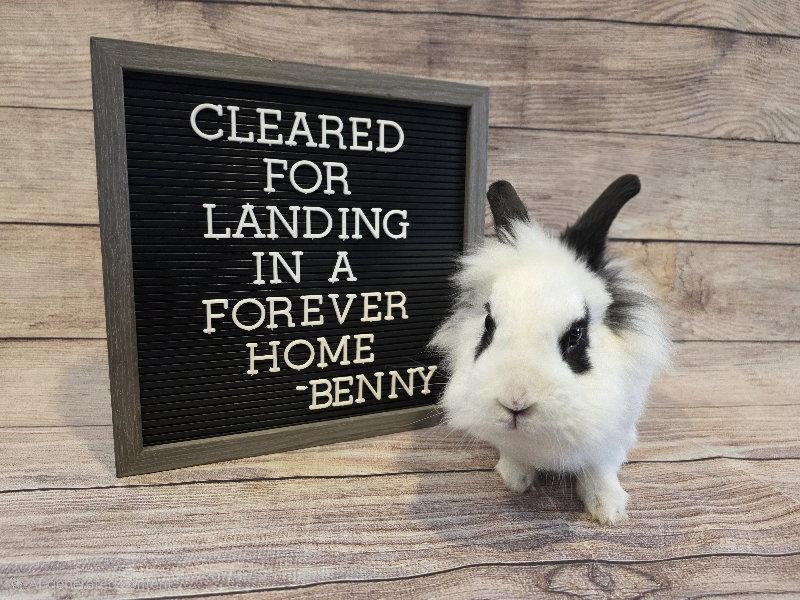 Benny, a Adoptable Lionhead in Columbus, OH image 2/2