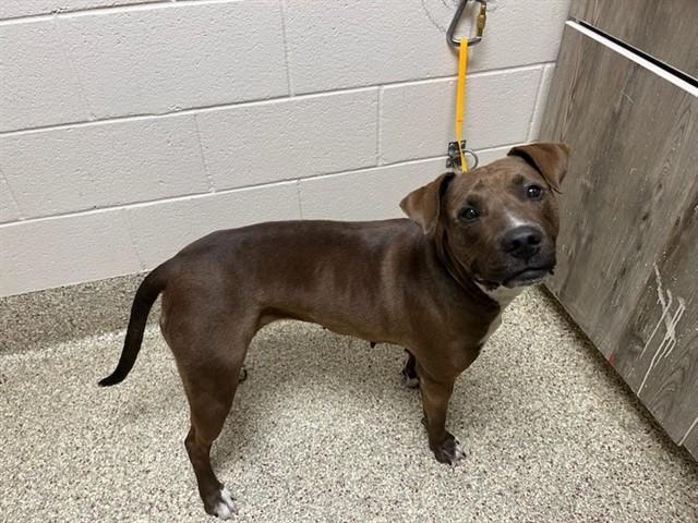 CHEERS, Adoptable, Adult Female Pit Bull Terrier & Mixed Breed.