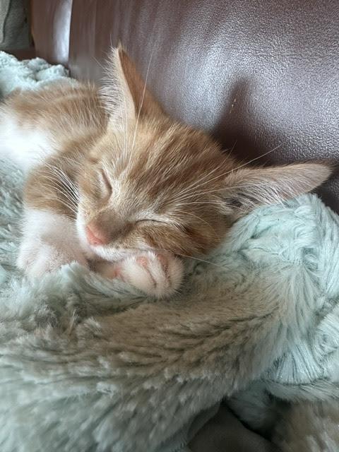 Sherbet