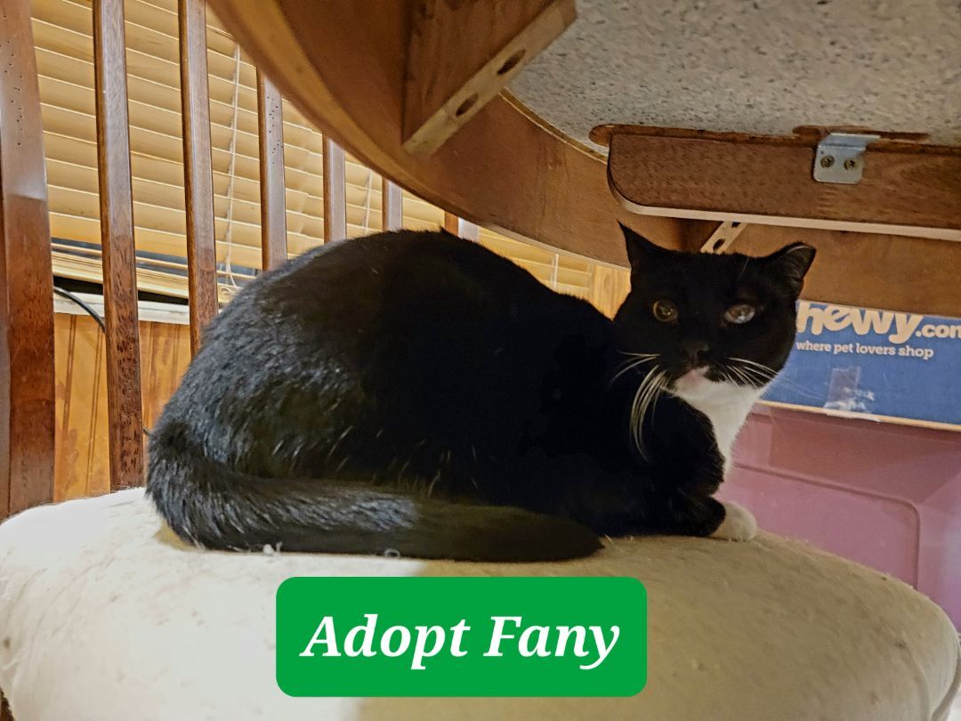 Enlarge Fany, a Adoptable mixed breed in Perth Amboy , NJ image 2/4