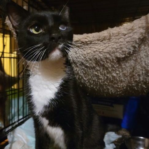 Enlarge Fany, a Adoptable mixed breed in Perth Amboy , NJ image 3/4