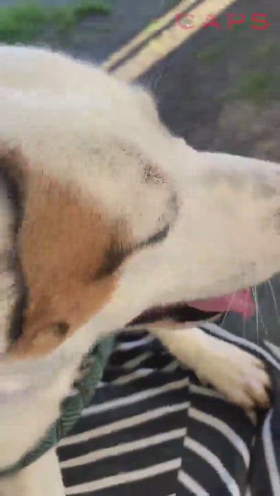 Enlarge Sushi, a Adopted mixed breed in Bakersfield, CA video 3/4