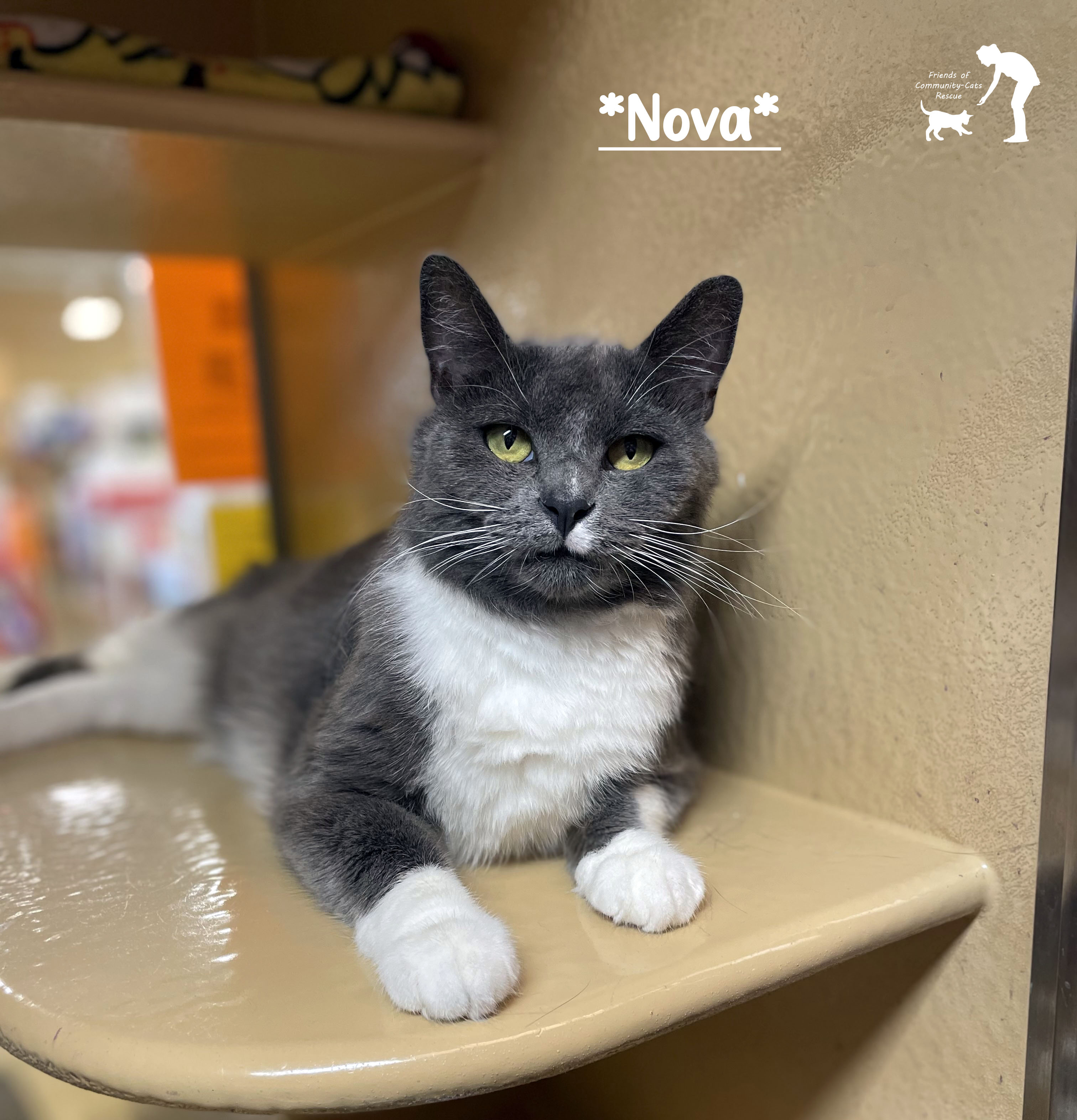 Nova