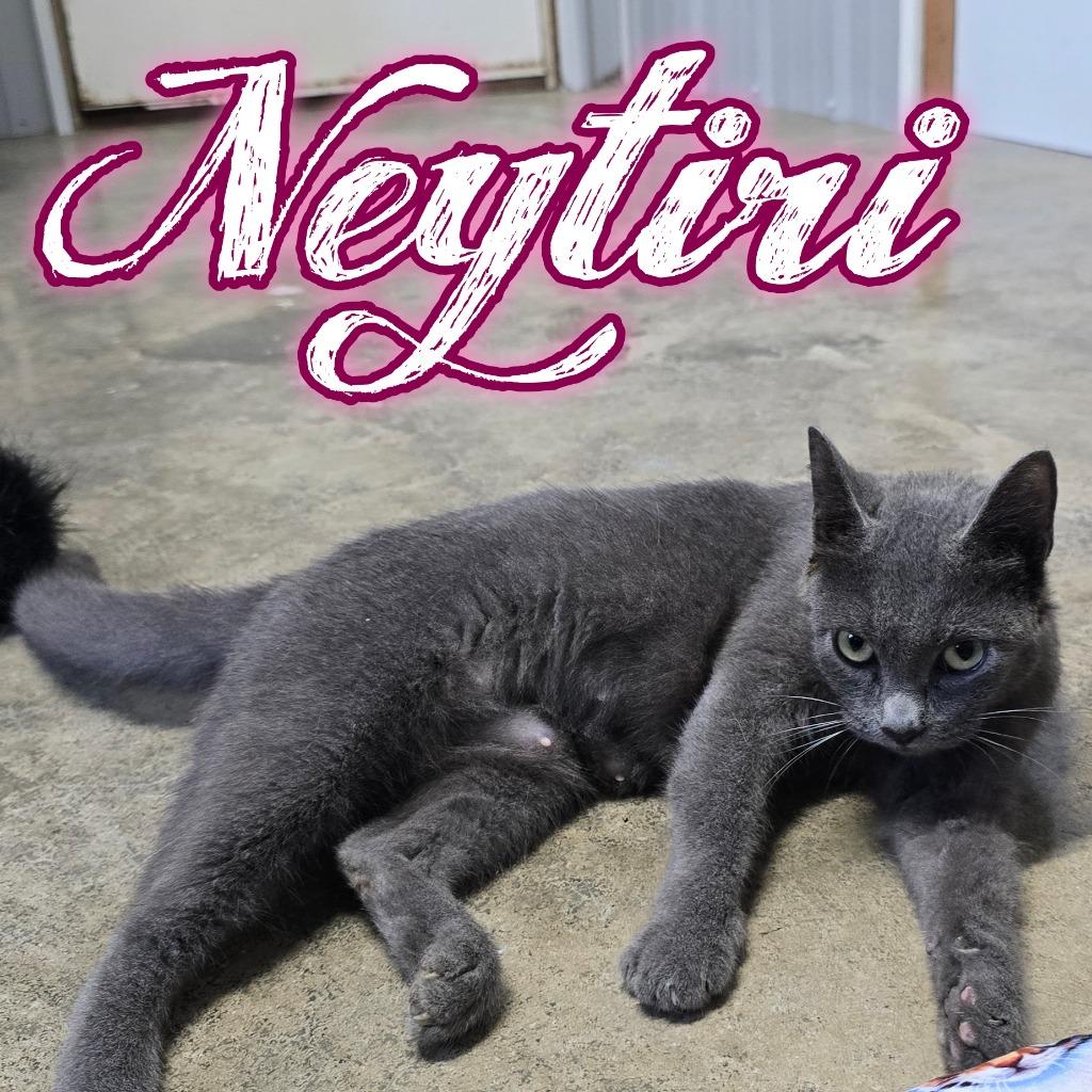 Neytiri, Adoptable, Young Female Domestic Short Hair.