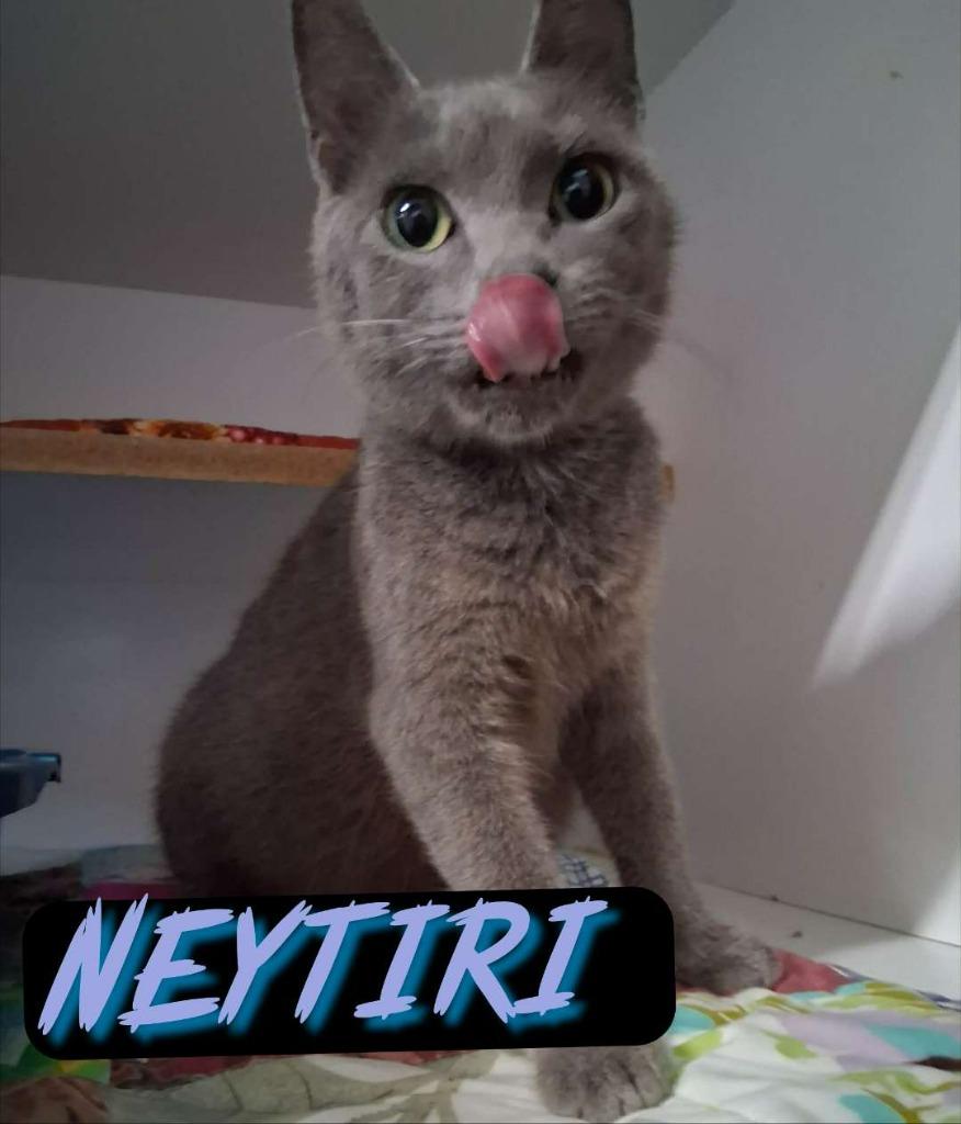 Neytiri, Adoptable, Young Female Domestic Short Hair.