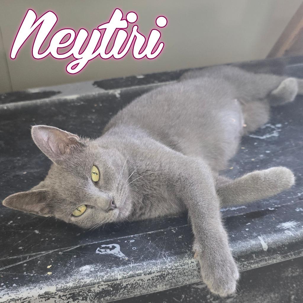Enlarge Neytiri, a Adoptable Domestic Short Hair in Hillsboro, OH image 3/3
