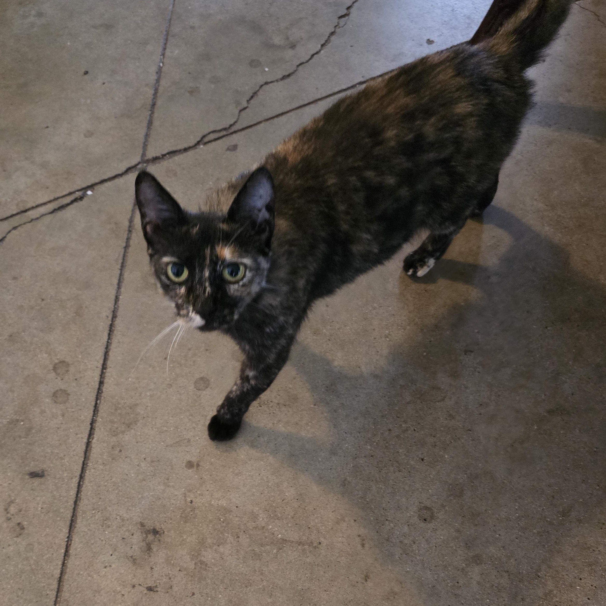Tammy, Adult Female Domestic Short Hair