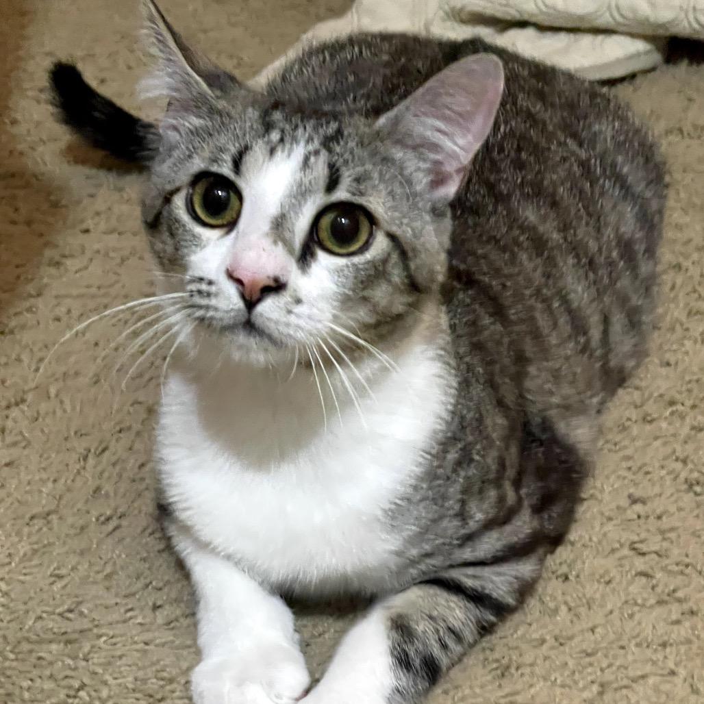 Pugsley, a Adoptable Domestic Short Hair in Austin, TX image 2/3