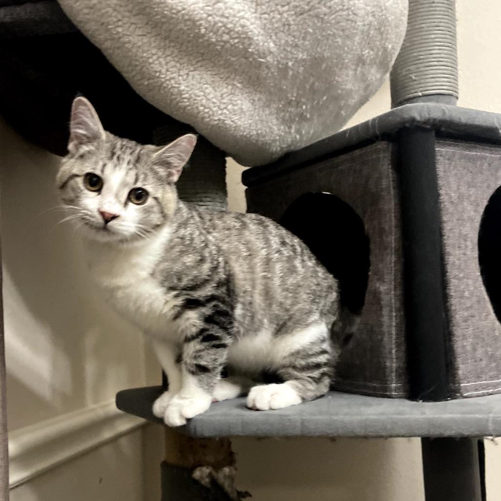 Pugsley, a Adoptable Domestic Short Hair in Austin, TX image 3/3