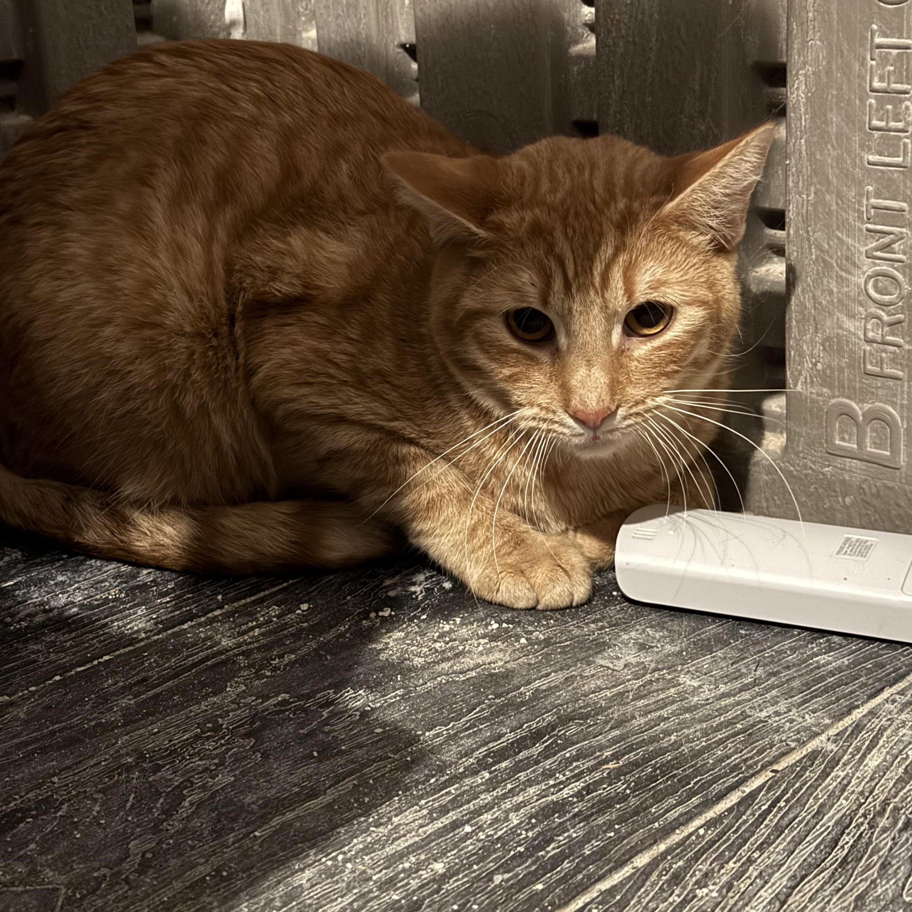 Shane, ADOPTABLE, Young Male Domestic Short Hair.