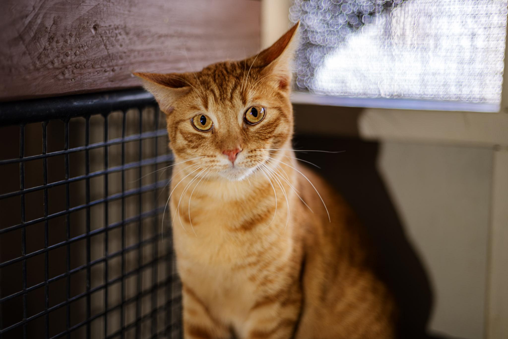 Enlarge Shane, a ADOPTABLE Domestic Short Hair in Marana, AZ image 1/1