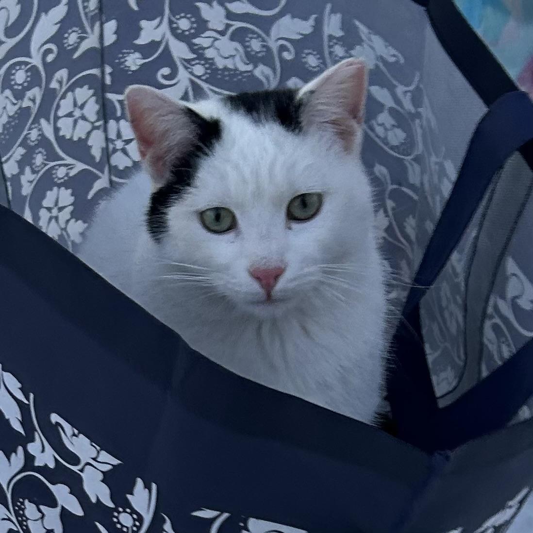 Enlarge Inky, a Adoptable Domestic Short Hair in Midland, MI image 6/6