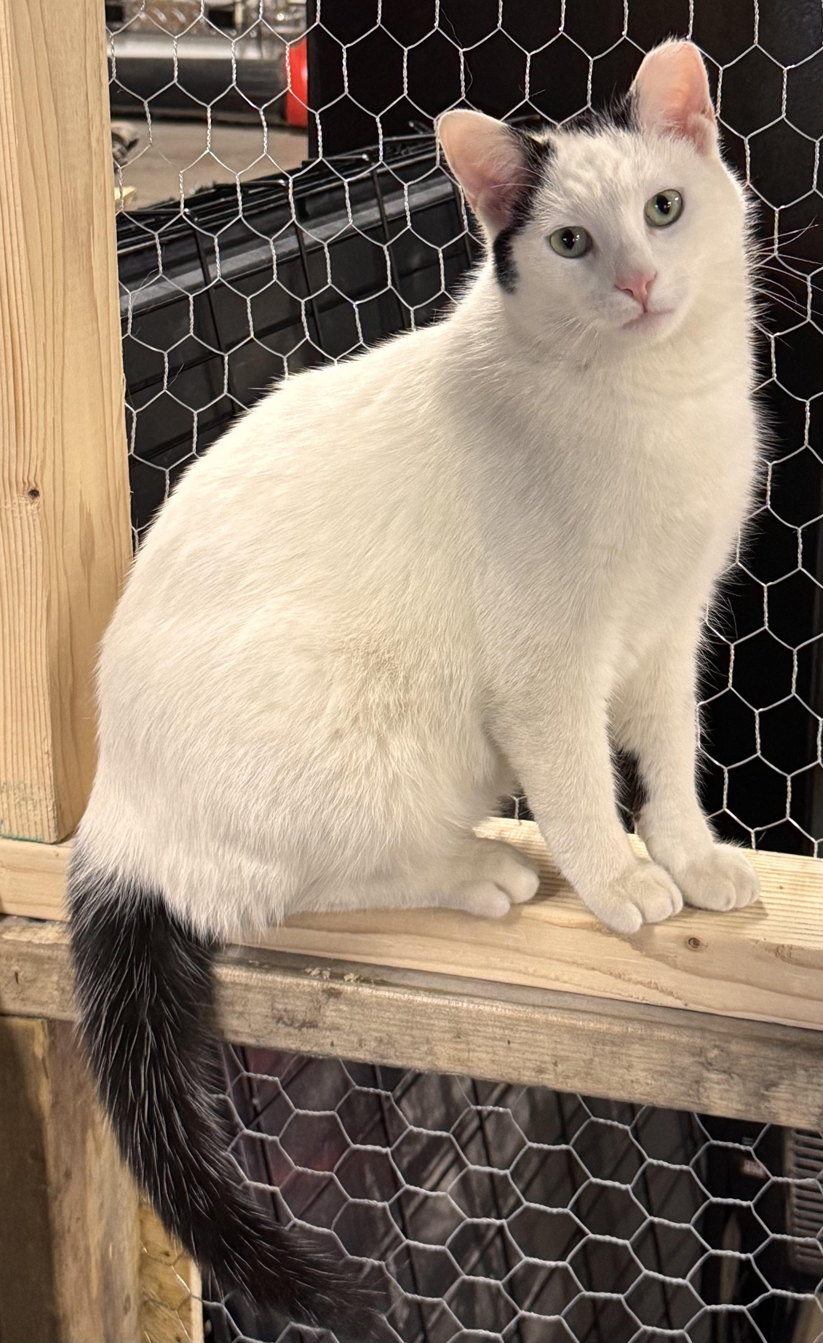 Enlarge Inky, a Adoptable Domestic Short Hair in Midland, MI image 5/6