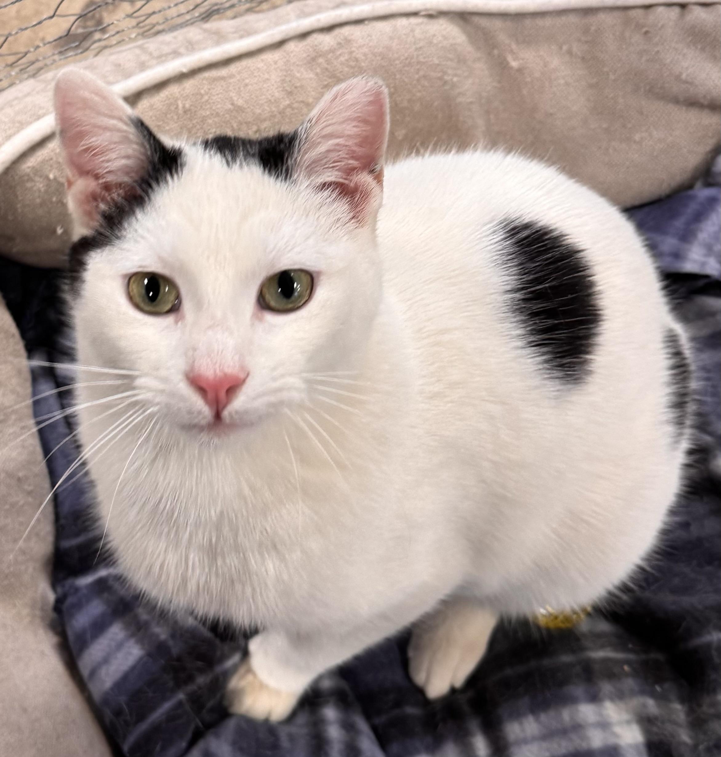 Enlarge Inky, a Adoptable Domestic Short Hair in Midland, MI image 1/6