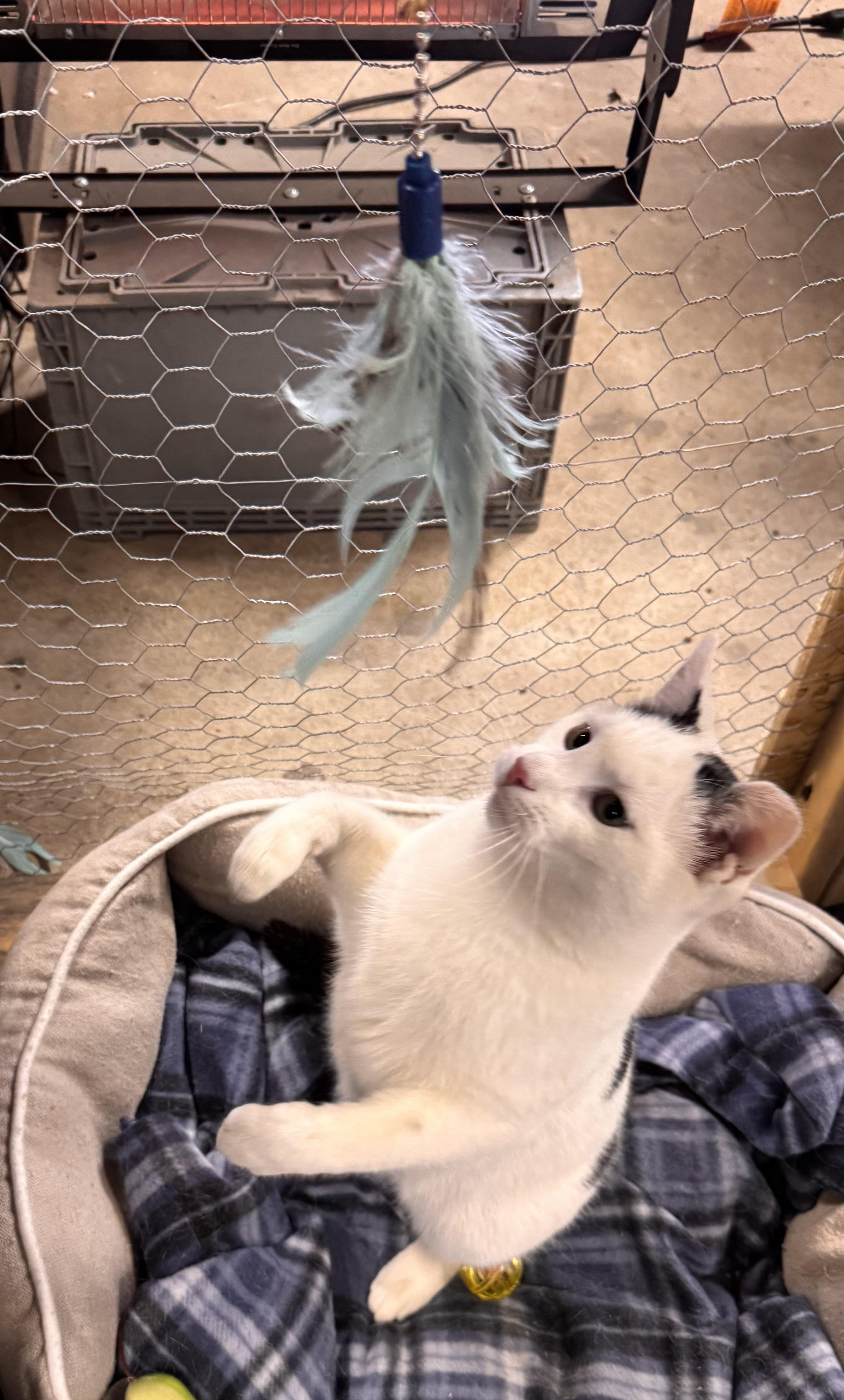 Enlarge Inky, a Adoptable Domestic Short Hair in Midland, MI image 2/6