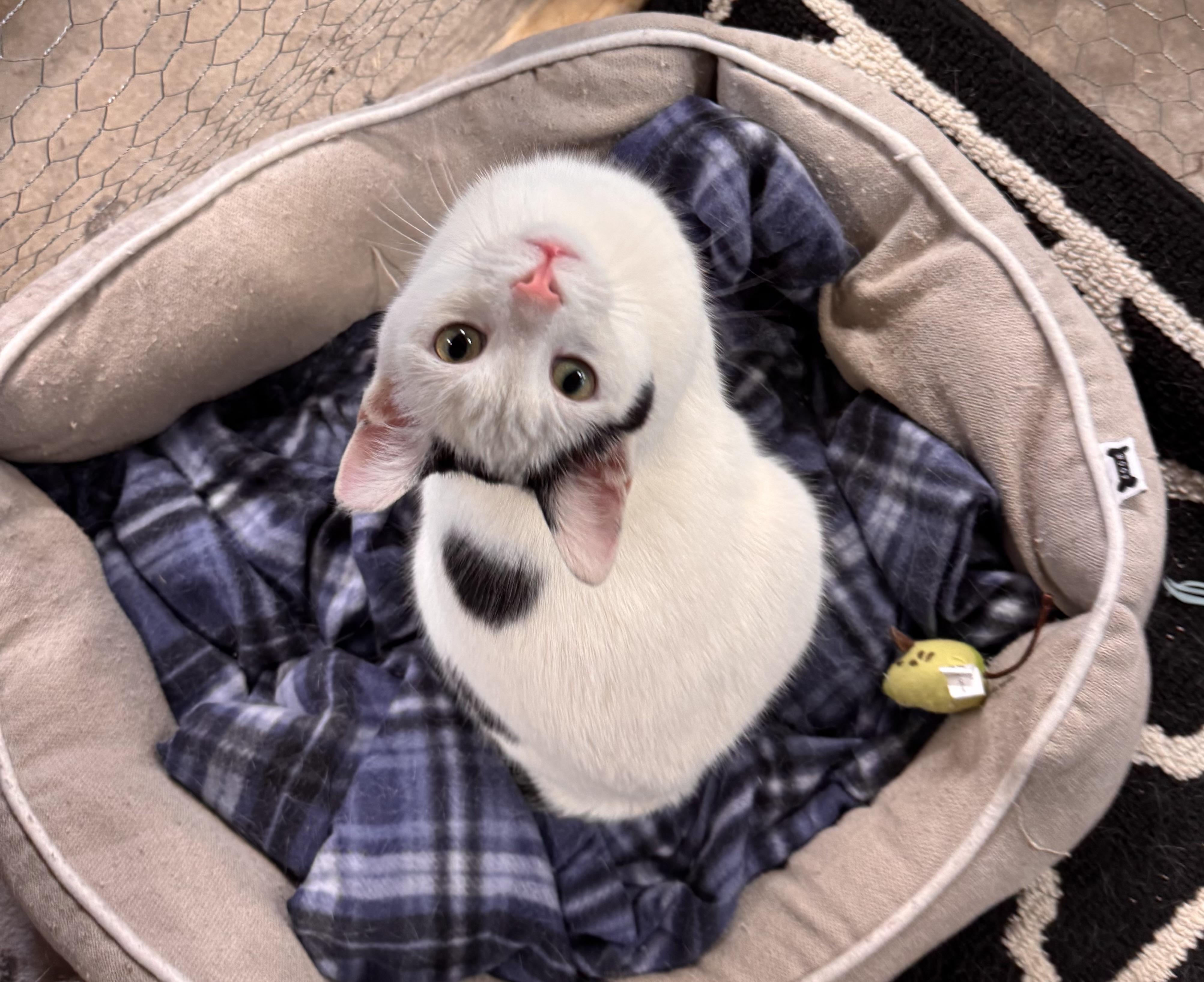 Enlarge Inky, a Adoptable Domestic Short Hair in Midland, MI image 3/6