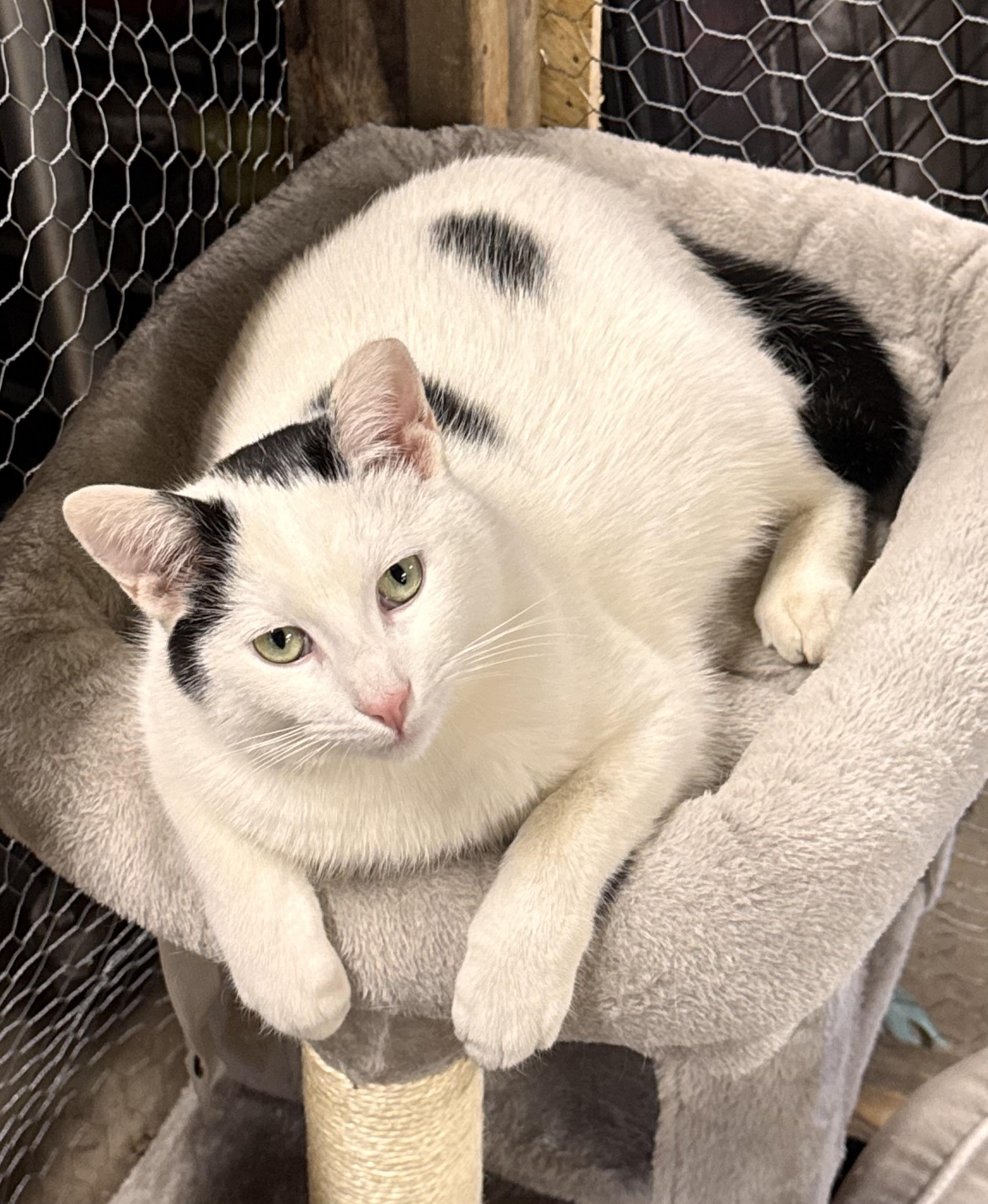 Enlarge Inky, a Adoptable Domestic Short Hair in Midland, MI image 4/6