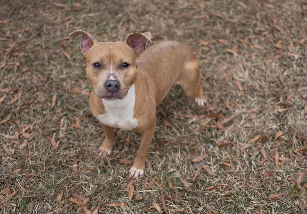 Rockette, a Adoptable Mixed Breed in Durham, NC image 1/2