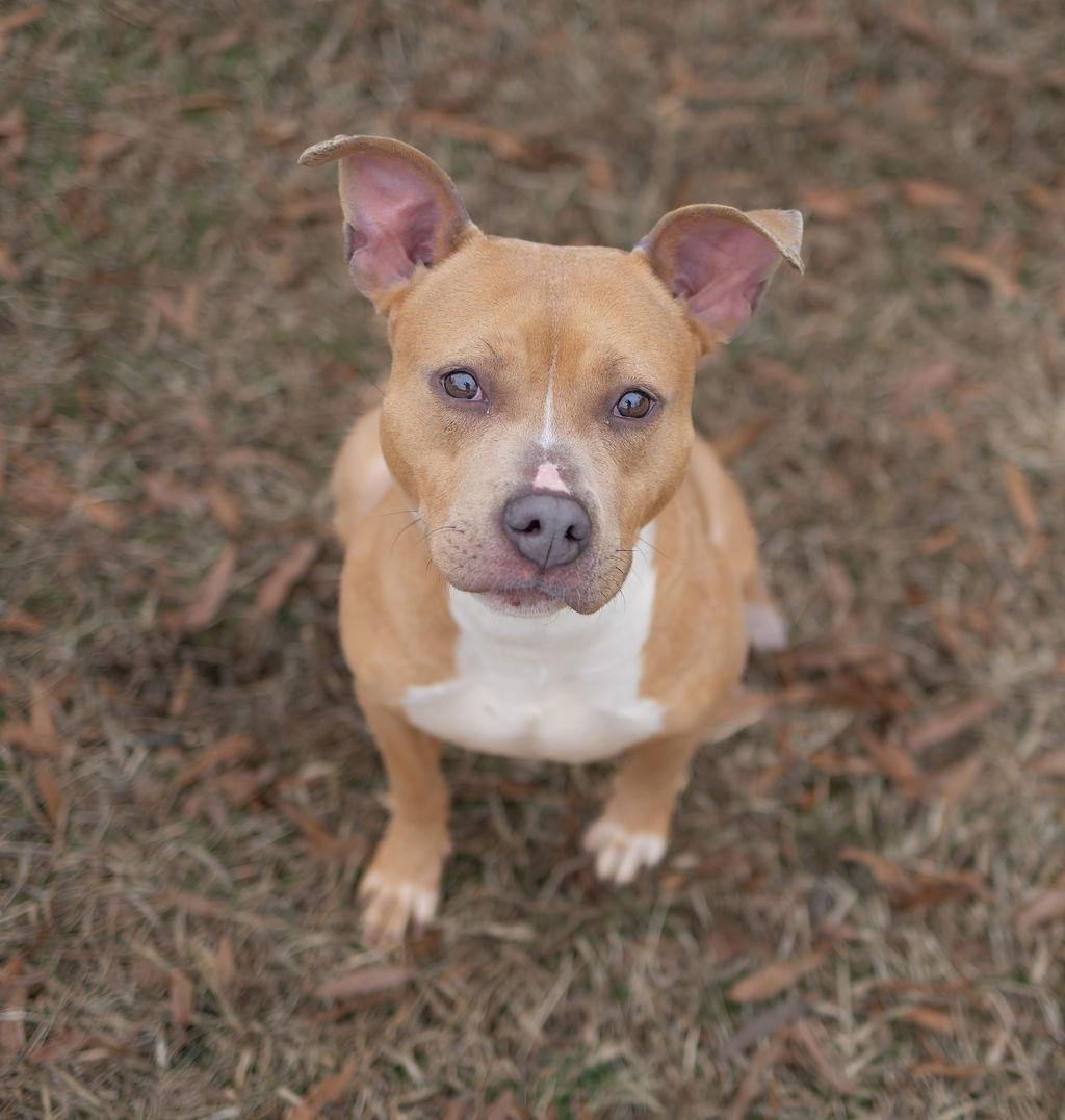 Rockette, a Adoptable Mixed Breed in Durham, NC image 2/2