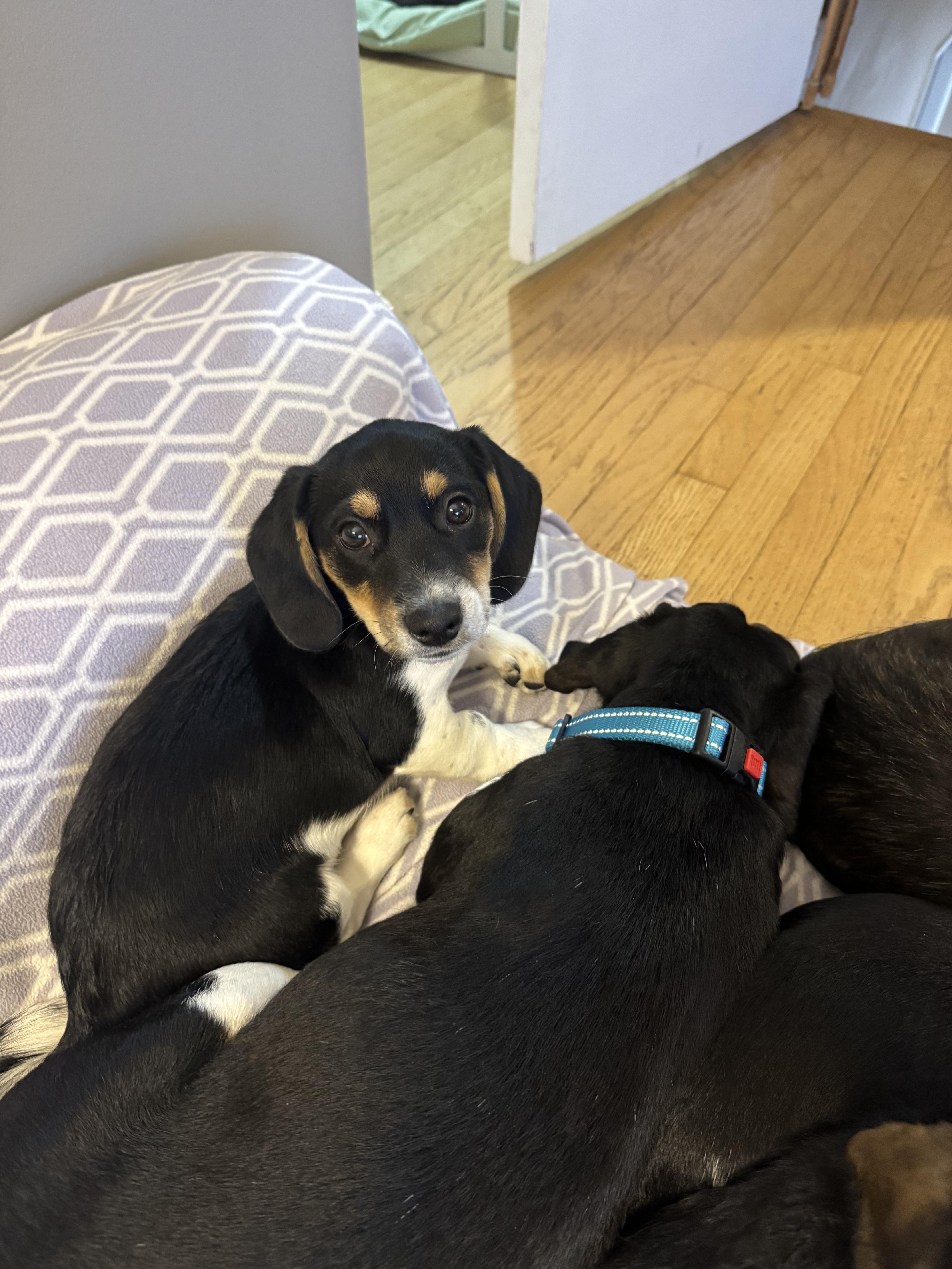 Elijah, adopted, Puppy Male Beagle & Dachshund.