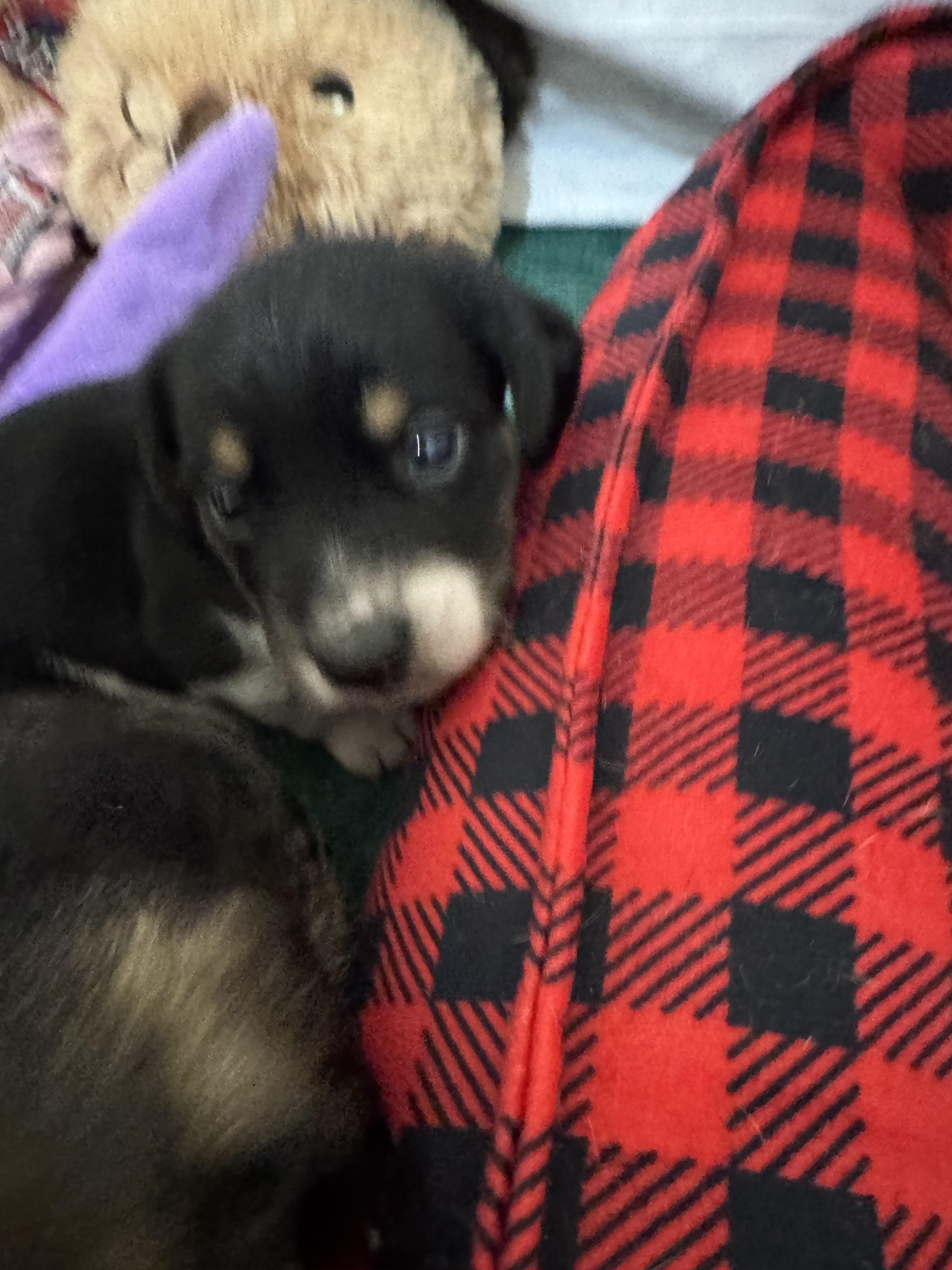 Enlarge Elijah, an adopted mixed breed in Stuarts Draft, VA image 2/4