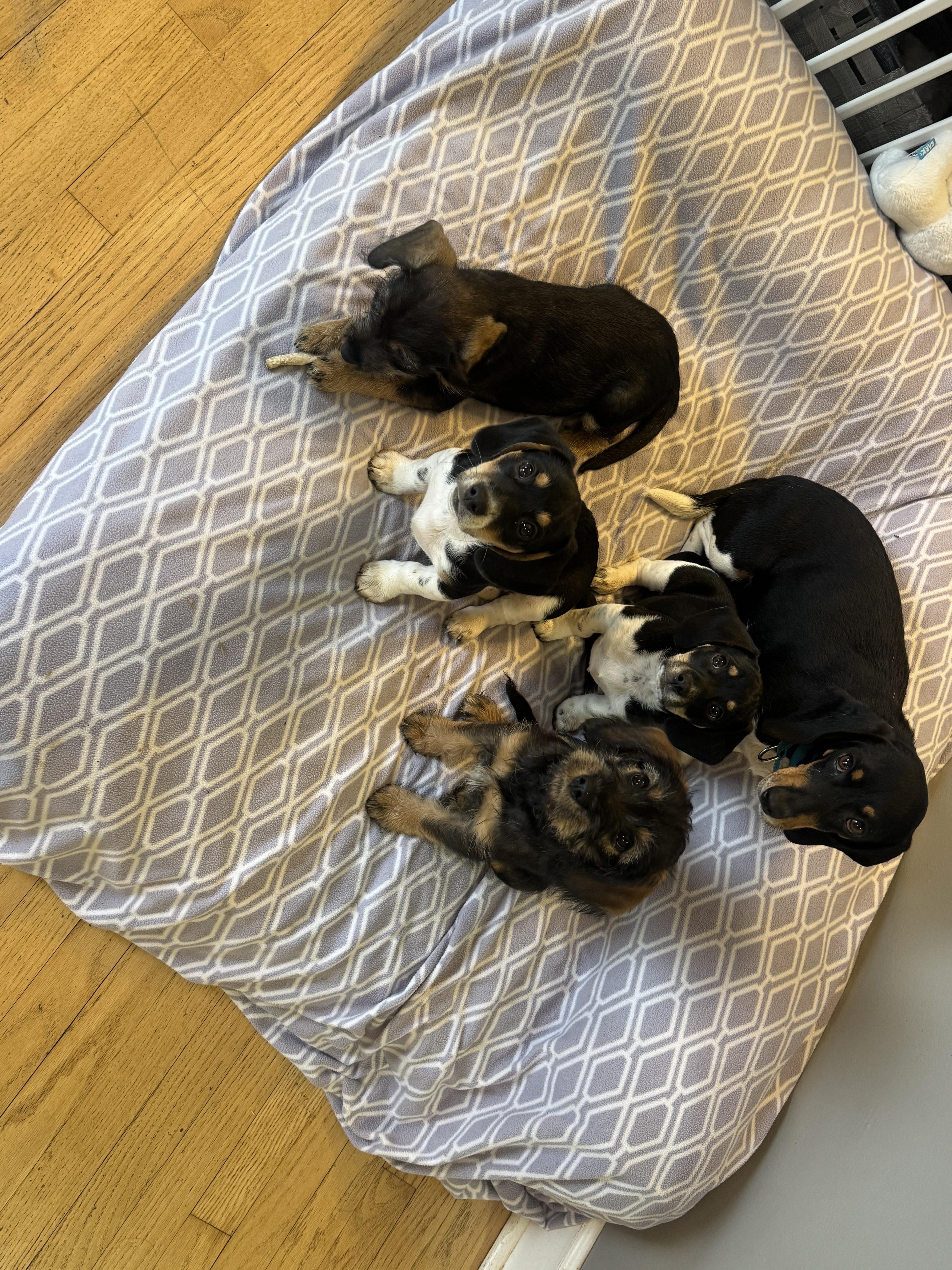 Enlarge Elijah, an adopted mixed breed in Stuarts Draft, VA image 3/4