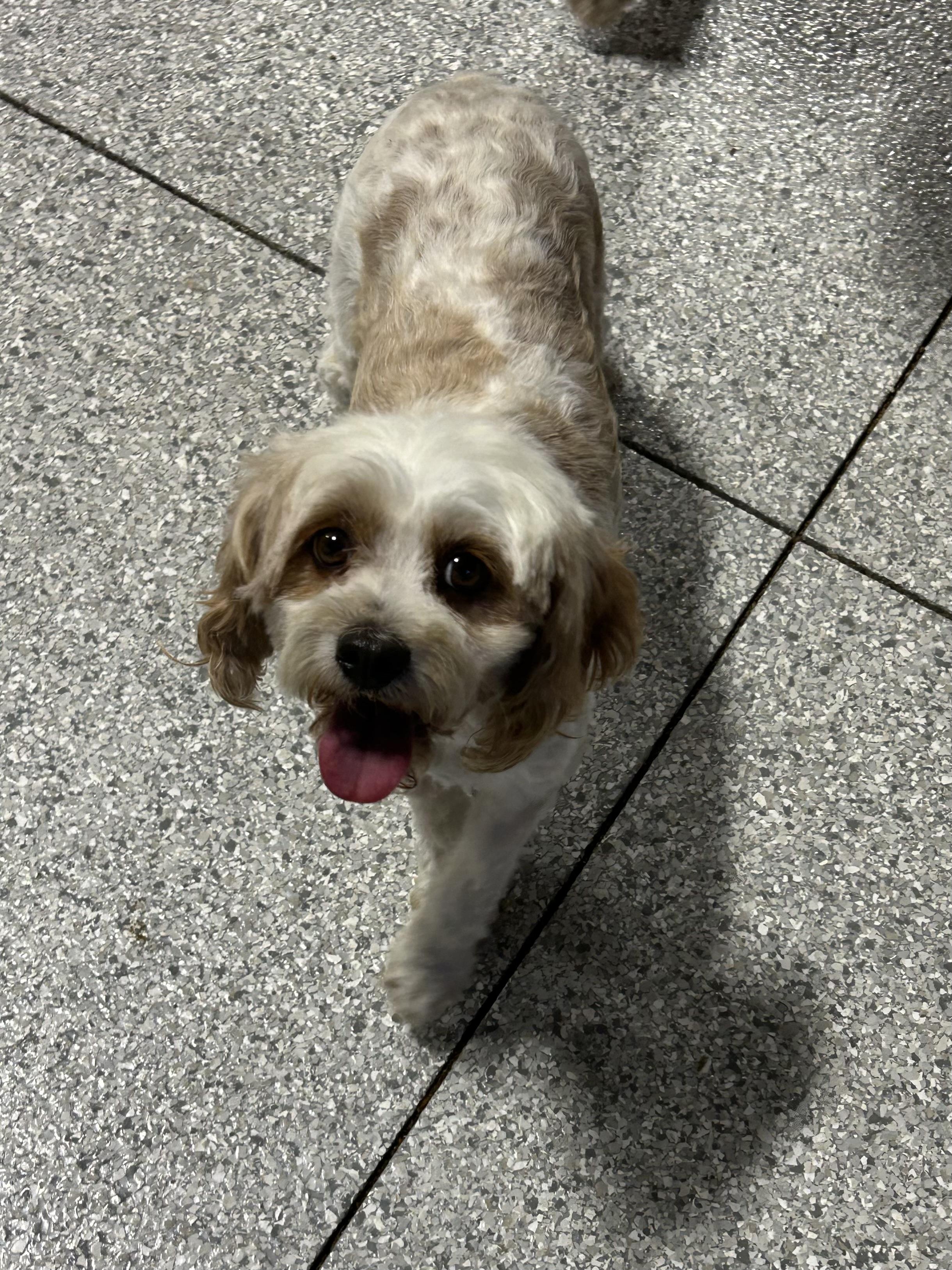 Enlarge Callie 16 lbs, a Adoptable Cavapoo in Maumee , OH image 1/3
