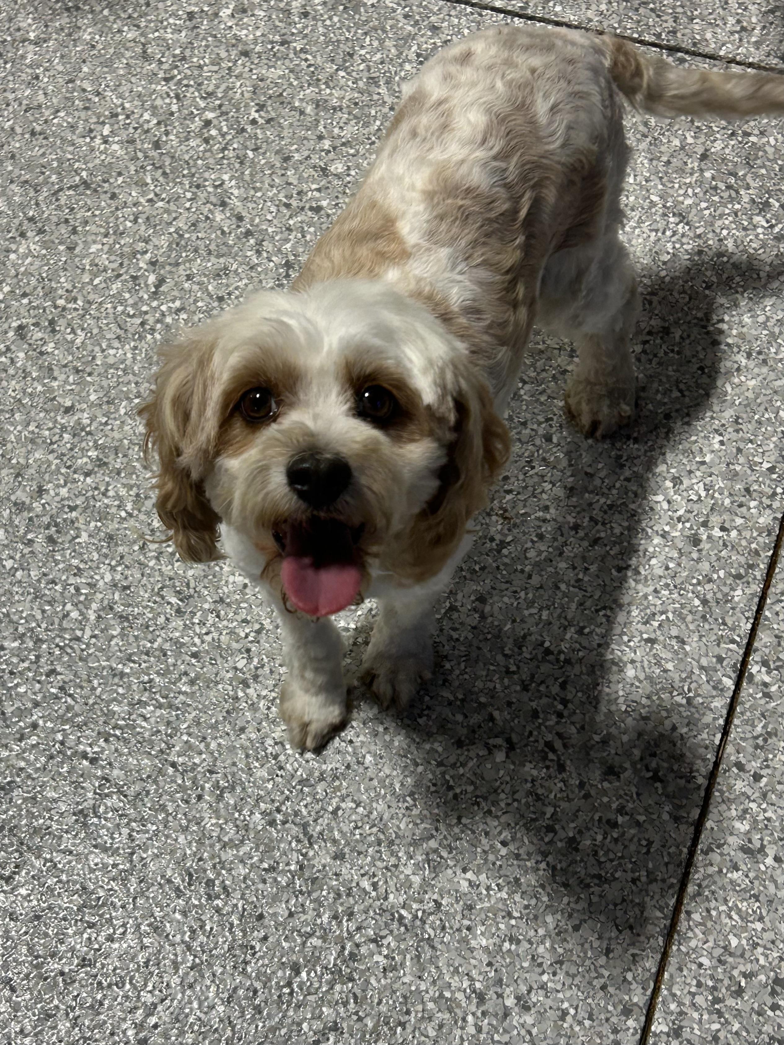 Enlarge Callie 16 lbs, a Adoptable Cavapoo in Maumee , OH image 3/3