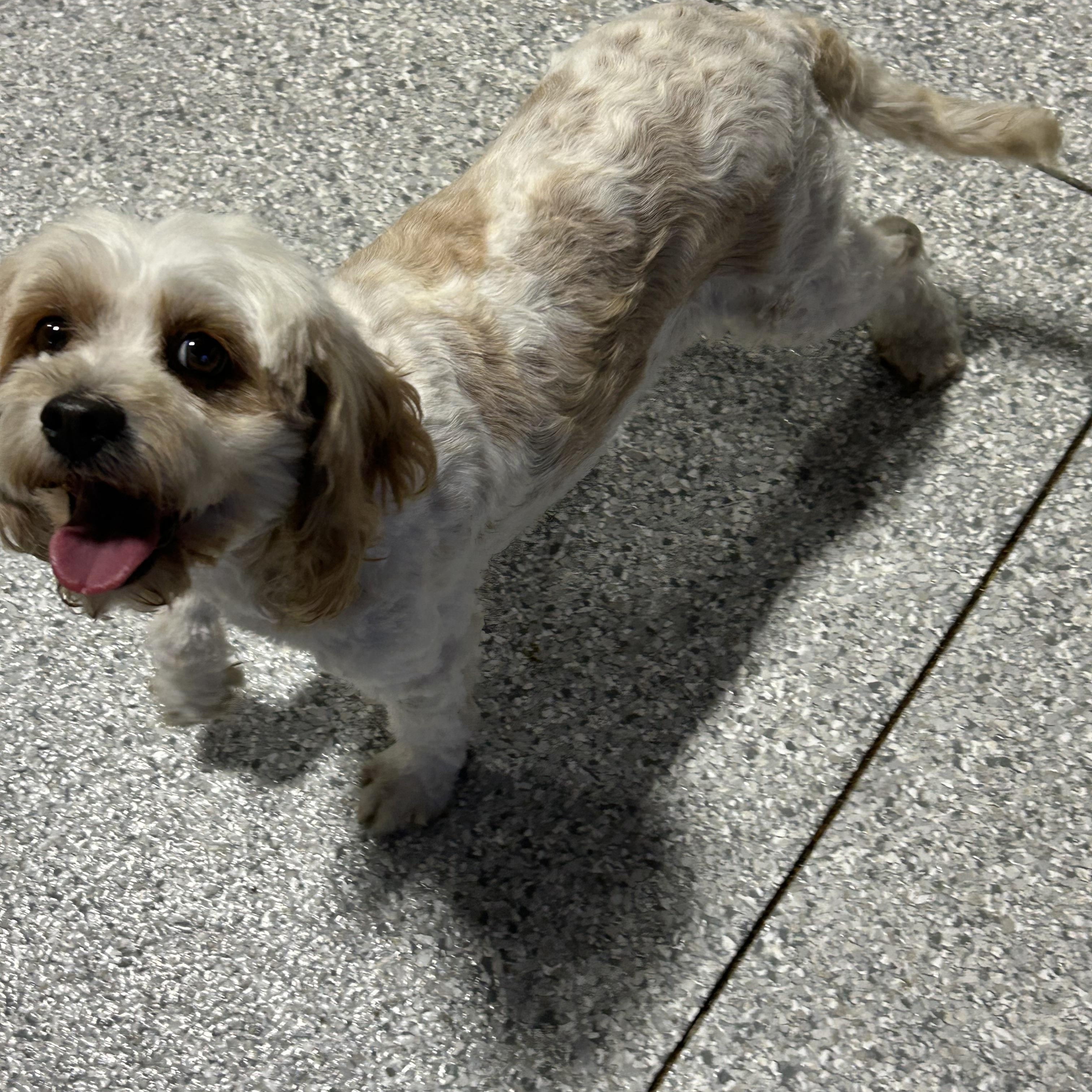 Enlarge Callie 16 lbs, a Adoptable Cavapoo in Maumee , OH image 2/3