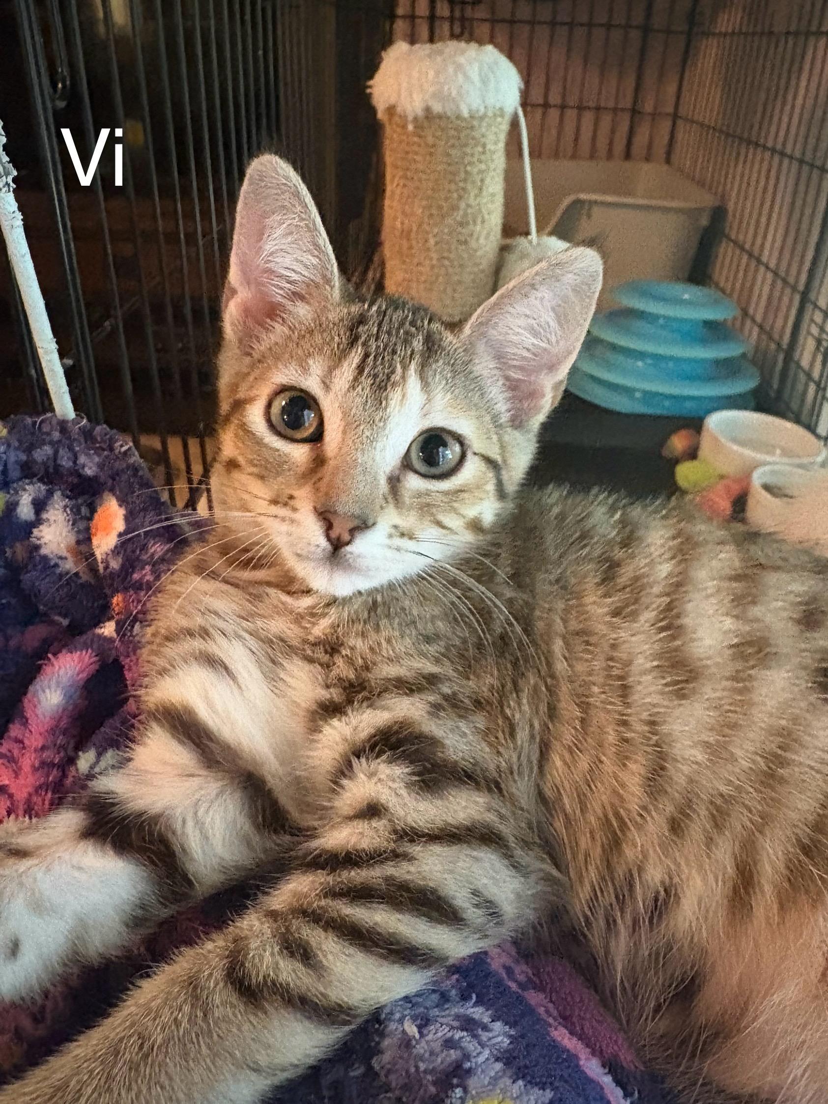 Vi, Adoptable, Young Female Tabby.