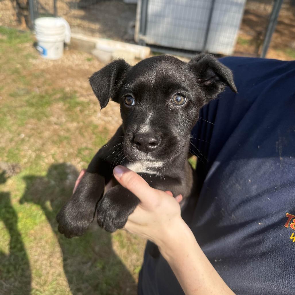 Enlarge CT Olivia, a Adoptable mixed breed in Eastford, CT image 1/4