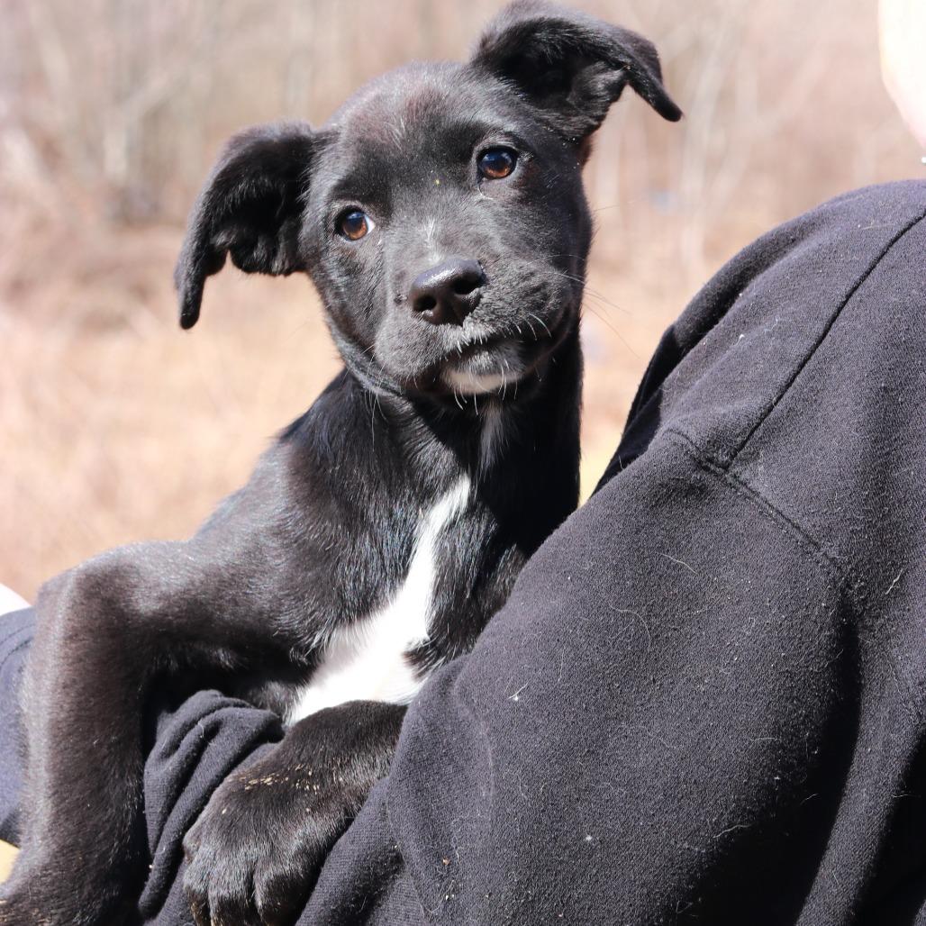 Enlarge CT Olivia, a Adoptable mixed breed in Eastford, CT image 2/4