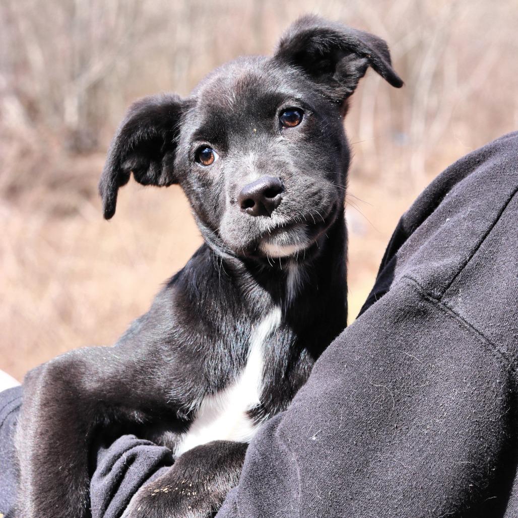 Enlarge CT Olivia, a Adoptable mixed breed in Eastford, CT image 3/4