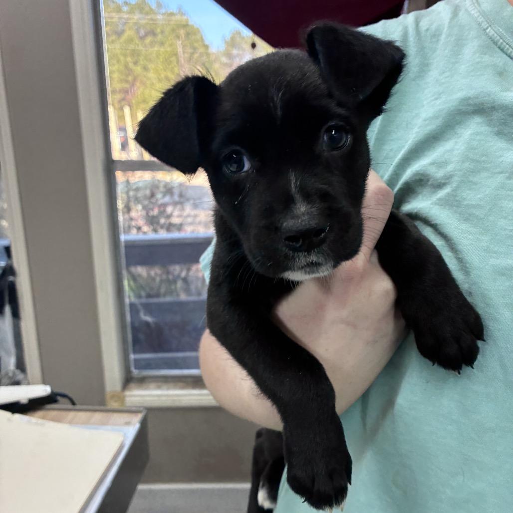 Enlarge CT Olivia, a Adoptable mixed breed in Eastford, CT image 4/4