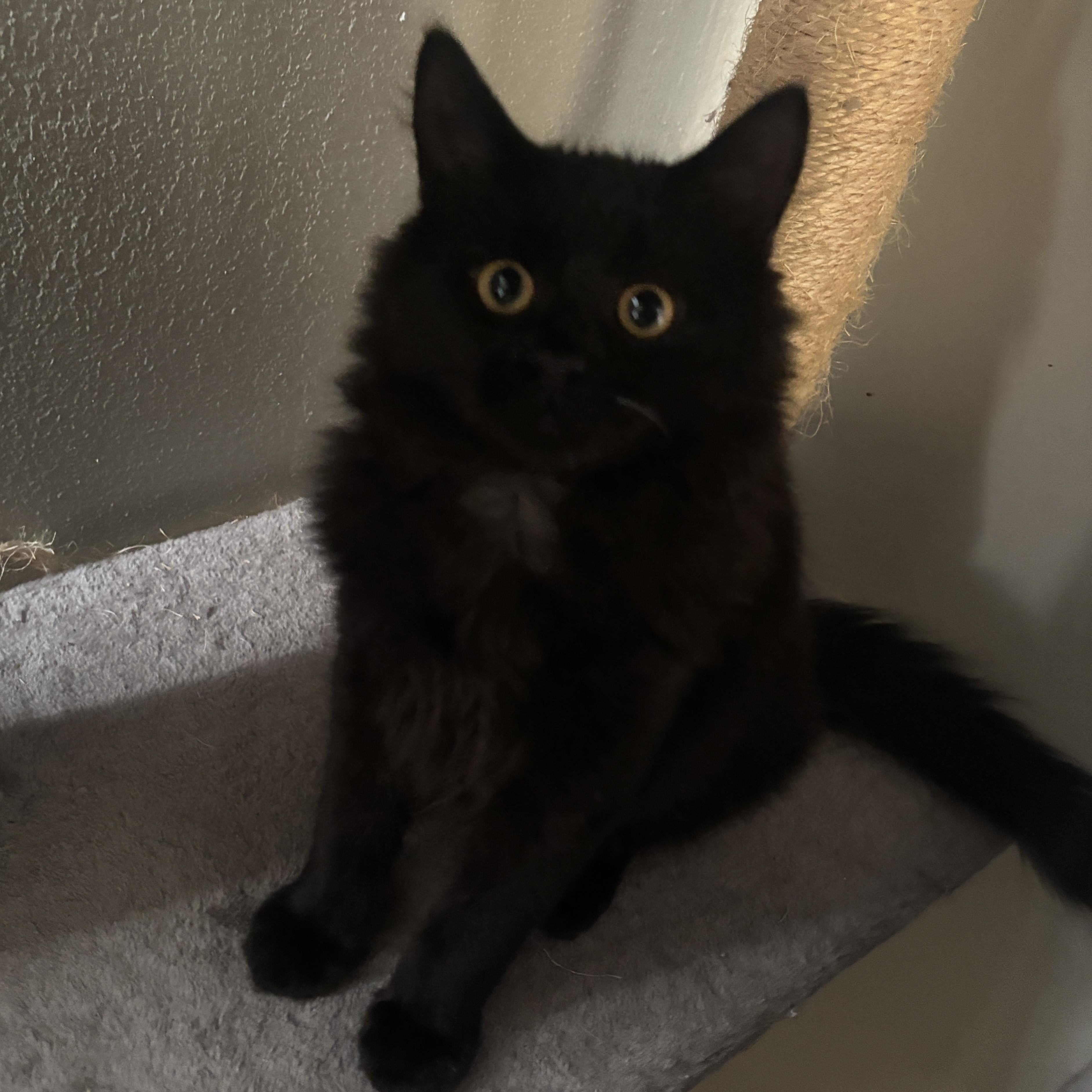 Scott, Adopted, Kitten Male Domestic Long Hair.