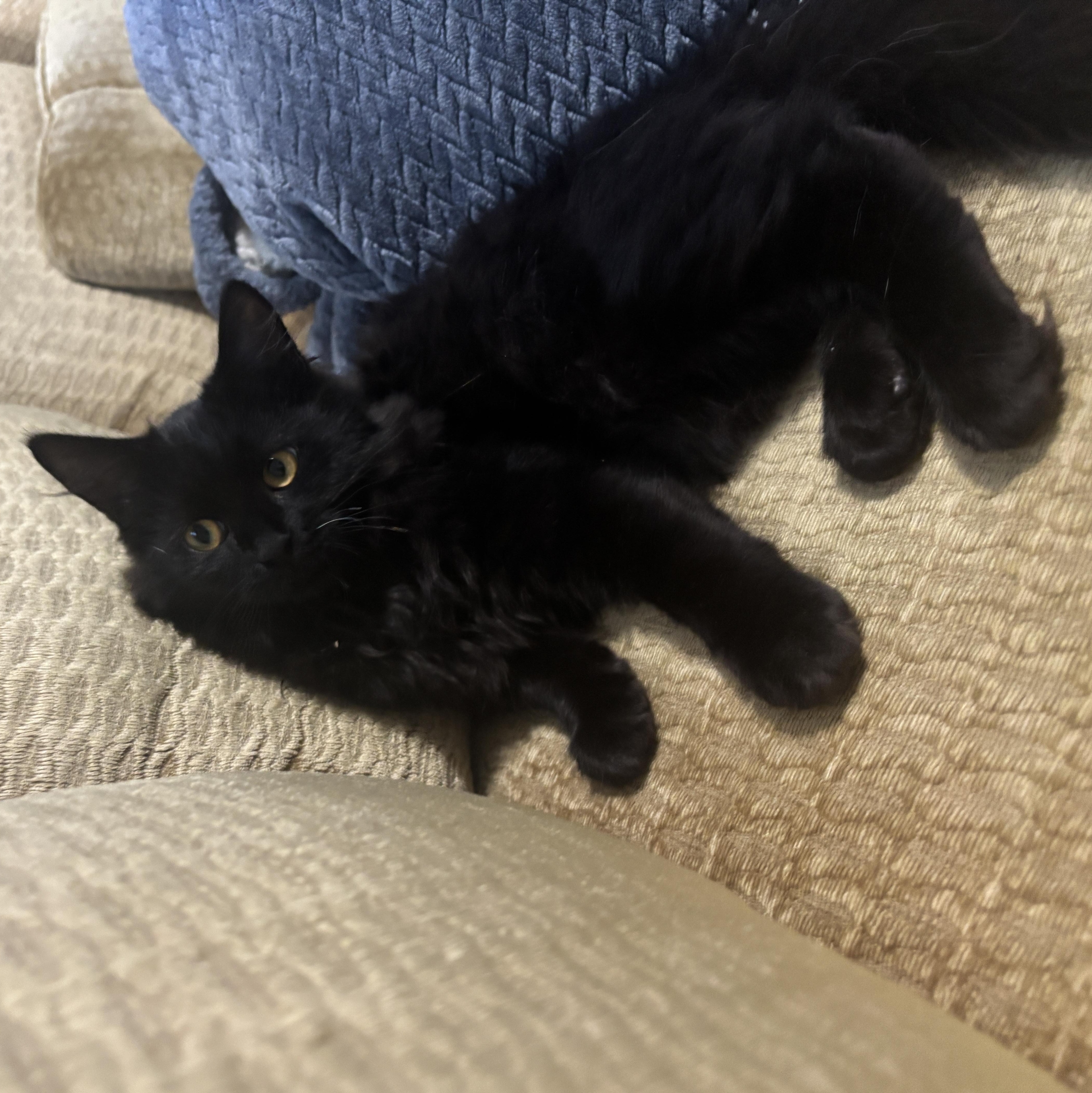 Enlarge Scott, a Adopted Domestic Long Hair in North Chesterfield, VA image 4/4
