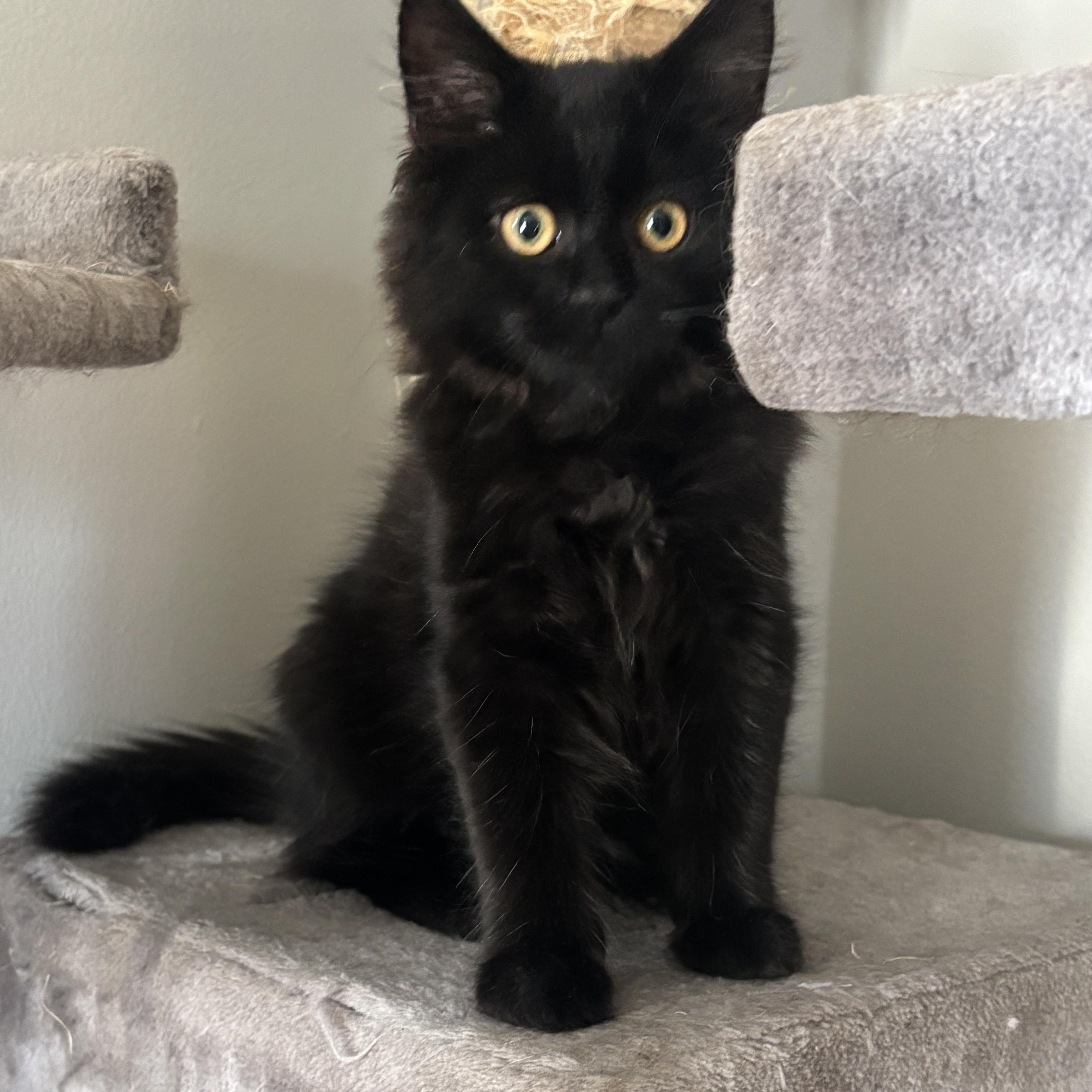 Enlarge Scott, a Adopted Domestic Long Hair in North Chesterfield, VA image 3/4