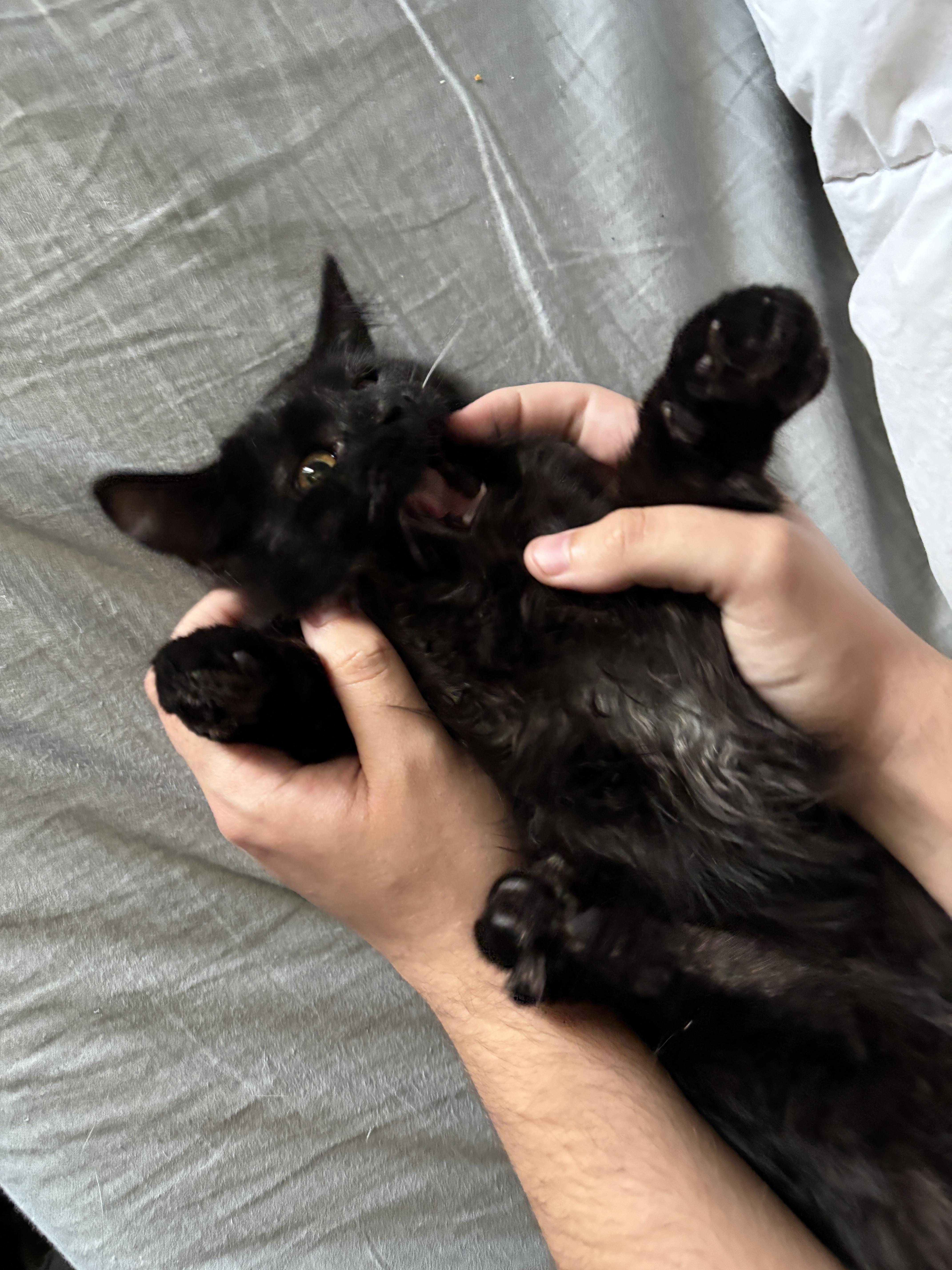 Enlarge Scott, a Adopted Domestic Long Hair in North Chesterfield, VA image 2/4