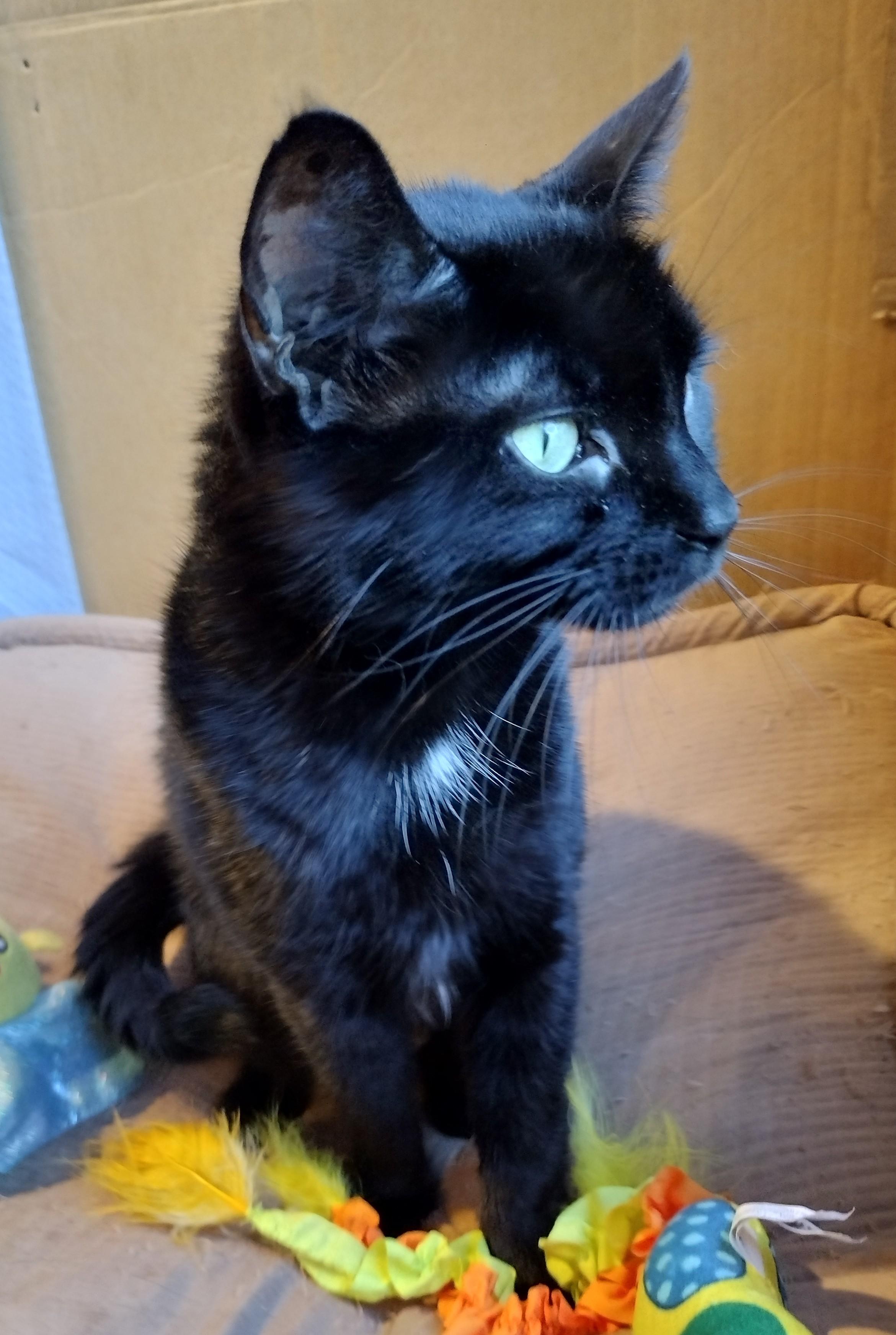 Clara, ADOPTABLE, Adult Female Domestic Short Hair.