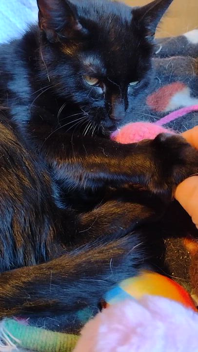 Enlarge Clara, a ADOPTABLE mixed breed in Syracuse, NY video 2/2